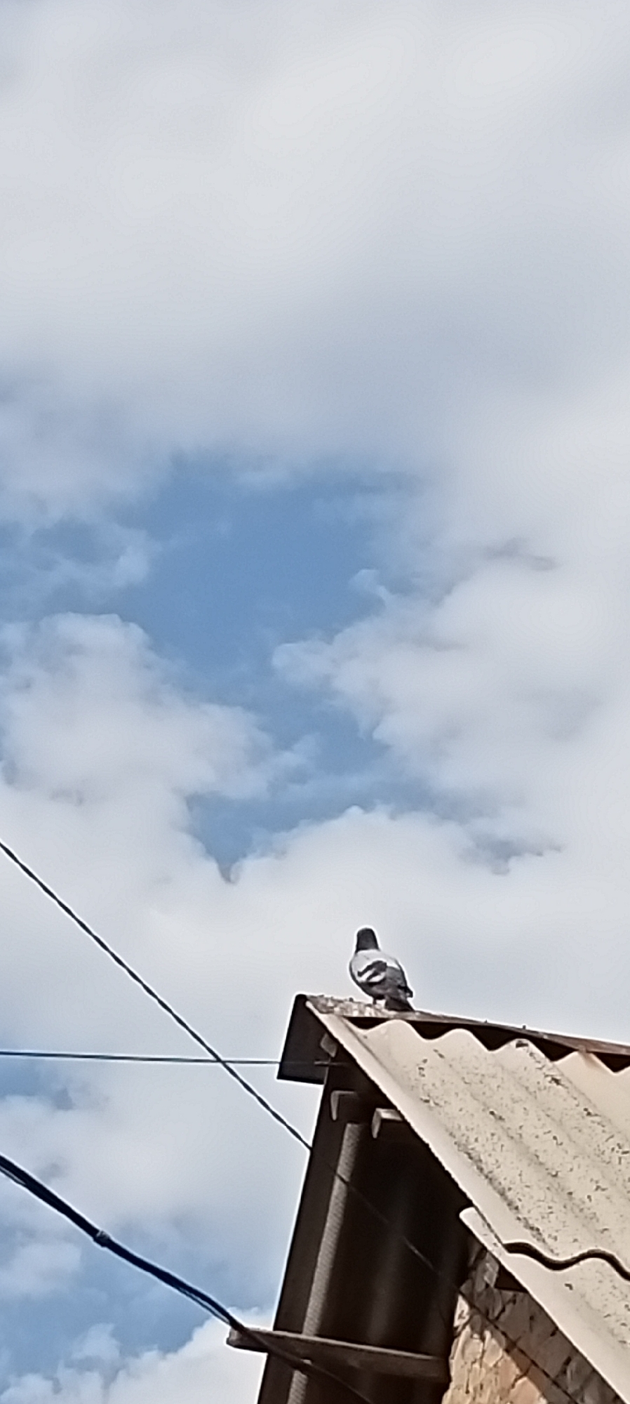 A single pigeon is perched on the peak of a corrugated metal roof. The bird is facing away from the camera, towards a bright blue sky interspersed with white, fluffy clouds. Two dark power lines run diagonally across the frame in front of the sky. The roof itself appears weathered and slightly dilapidated, with visible rivets and corrugations. The background suggests an outdoor setting, likely in a residential or urban area given the roof and power lines. The image is taken from a low angle, looking up towards the sky and the pigeon. The specific location of Sokuluk, Kyrgyzstan, is not visually indicated in the image.