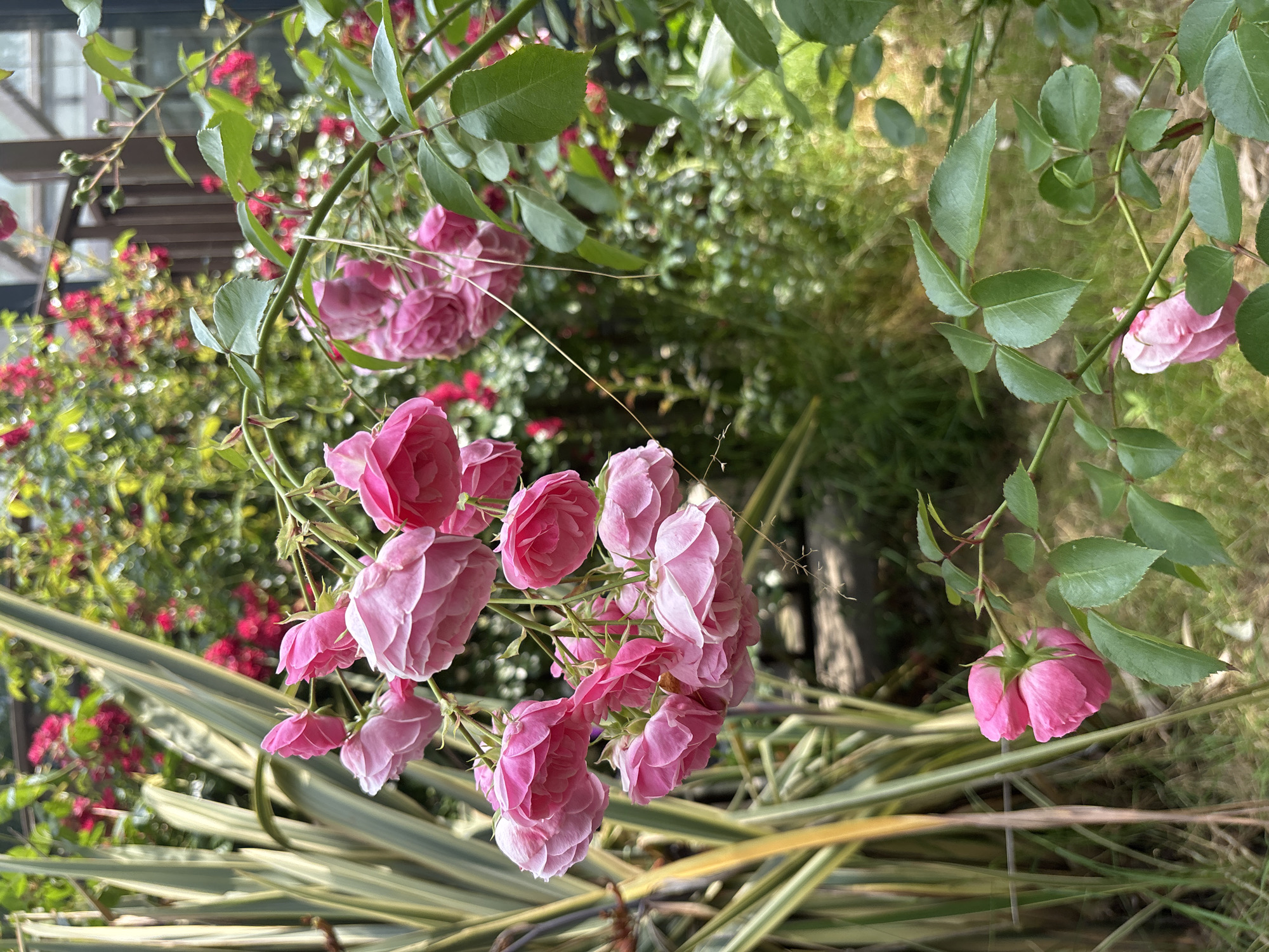 The image captures a cluster of delicate pink roses in bloom, set against a backdrop of lush greenery and blurred red flowers. In the foreground, a single pink rosebud is visible on the right side, with its petals unfurling. To the left, tall, striped green and yellow foliage adds texture to the scene. The background is a soft focus of more red flowers and green leaves, suggesting a garden setting. The overall impression is one of natural beauty and vibrant color. The scene is likely located in the city of Sochi, Russia, known for its subtropical climate and abundant flora. The image is a still photograph with no discernable action or human presence.
