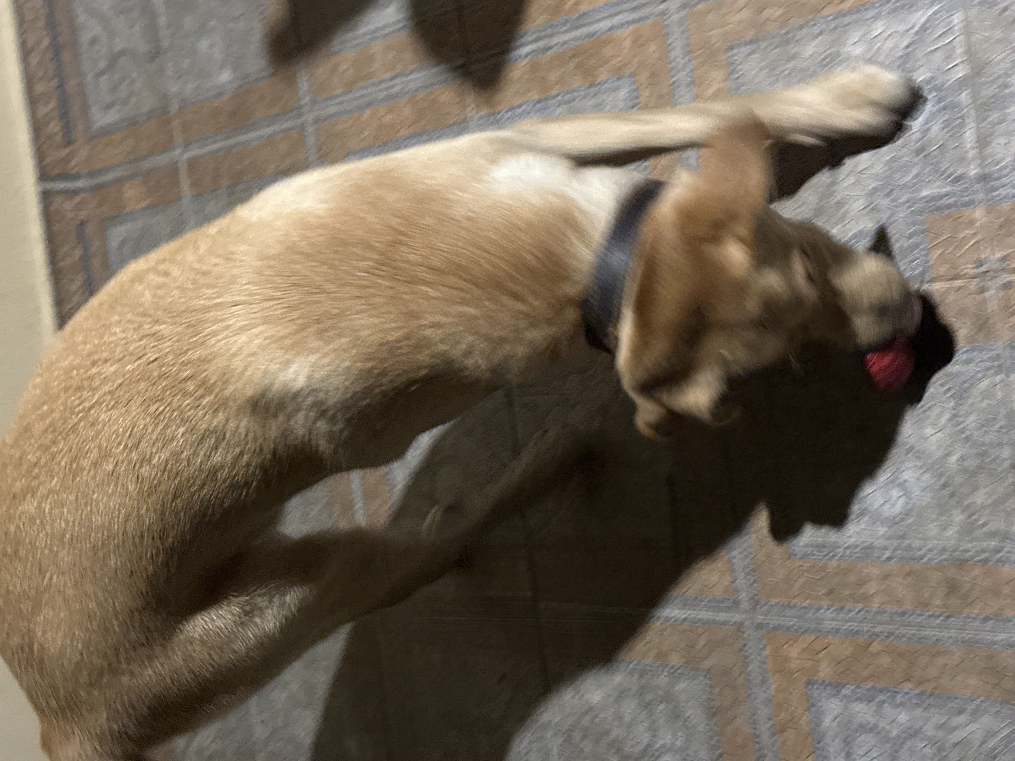 The image shows a medium-sized, light brown dog with its head down, interacting with a red object on a tiled floor. The dog is wearing a dark collar. The floor has a pattern of light brown and gray tiles. Shadows are cast on the floor, suggesting the presence of light from the side. The setting appears to be indoors. No specific landmarks or elements are visible to indicate the city of Sochi, Russia.