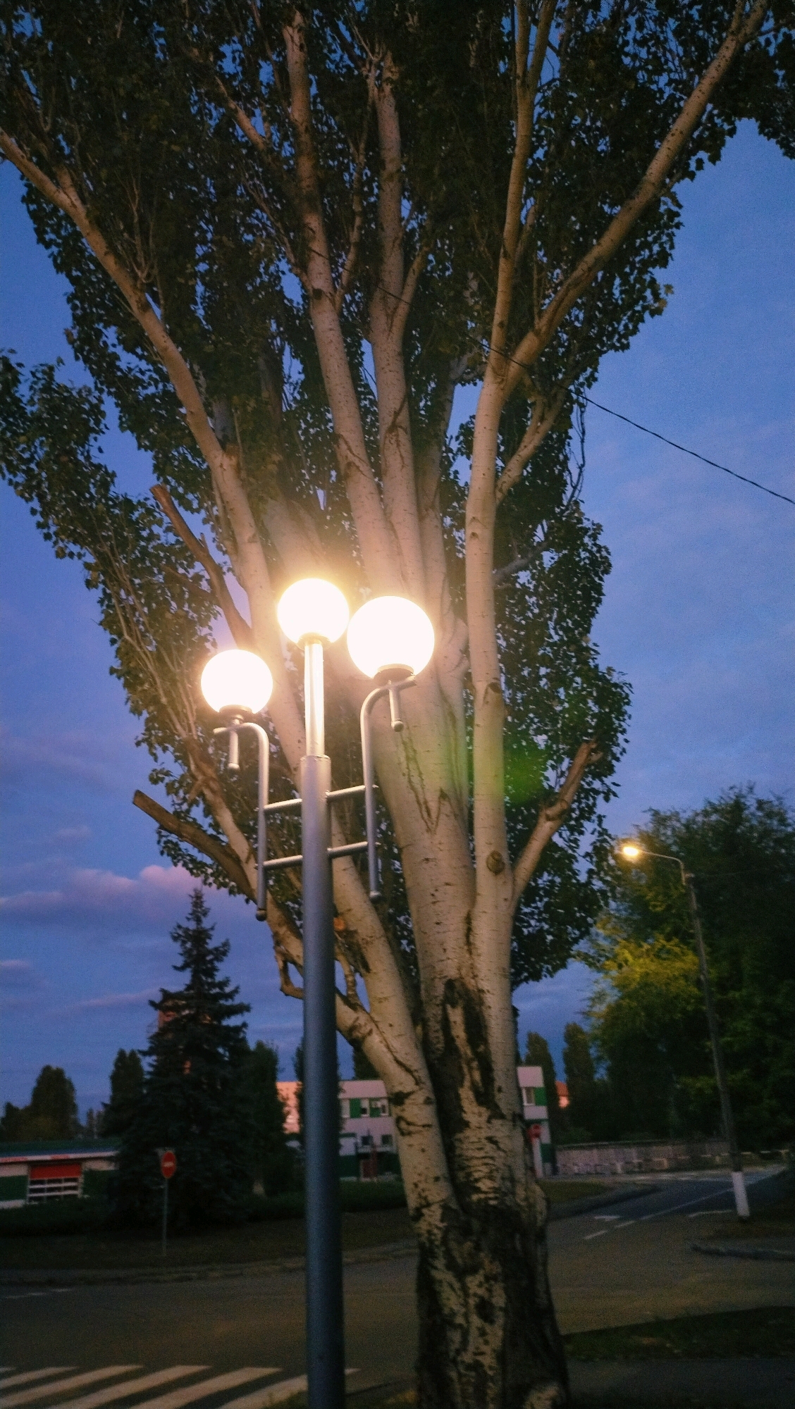 The image captures an outdoor scene at dusk in Horishni Plavni, Ukraine. The primary focus is a large, mature tree with light-colored bark and numerous branches reaching towards a twilight sky. A modern lamppost with three glowing spherical lights stands in front of the tree, casting a warm illumination. To the right of the tree, another streetlamp is visible in the distance, also lit. In the background, there are buildings, some with a white facade and green accents. A dark green evergreen tree is situated to the left of the frame. A road with visible lane markings and a pedestrian crossing can be seen in the lower portion of the image. The sky is a deep blue, with subtle hints of pink and purple clouds near the horizon. The overall atmosphere suggests a quiet urban evening.