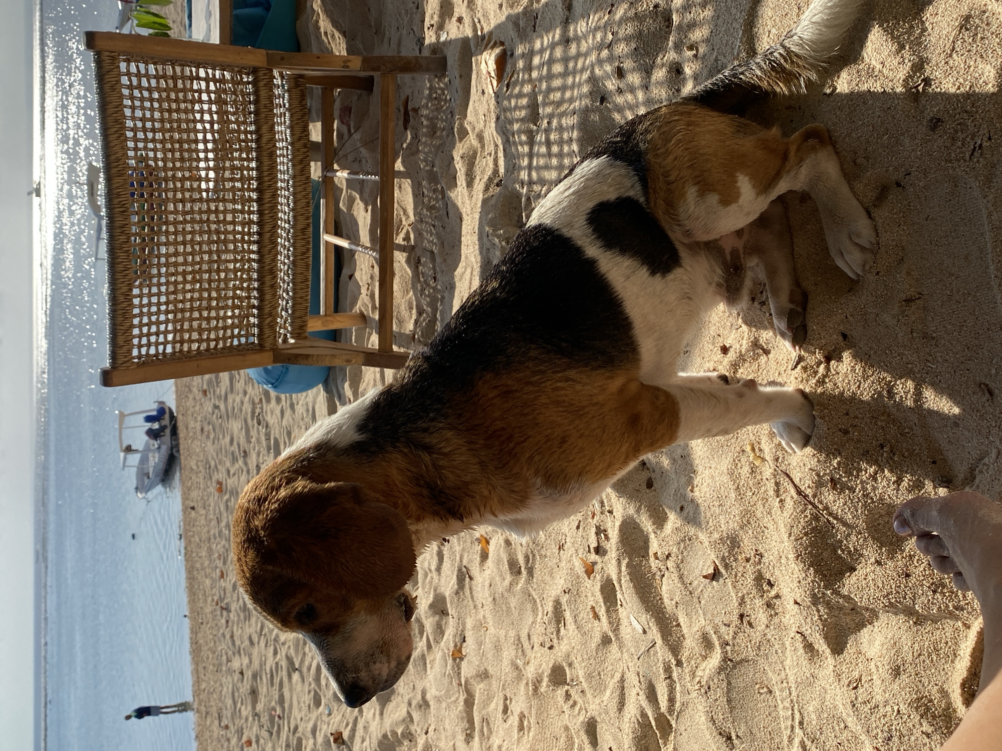 An adult tri-color dog, appearing to be a Beagle mix, sits on a sandy beach in Nusa Penida, Indonesia, facing left with its head turned and mouth slightly open. The dog has brown, white, and black markings and is wet, suggesting it may have been swimming. In the background, the calm ocean reflects the bright sunlight, with a small white boat anchored and a person standing in the shallow water on the left. A woven chair is positioned behind the dog, casting a grid-like shadow on the sand. The sand is light brown and contains scattered dry leaves. A person's bare foot is visible in the lower left corner of the image.