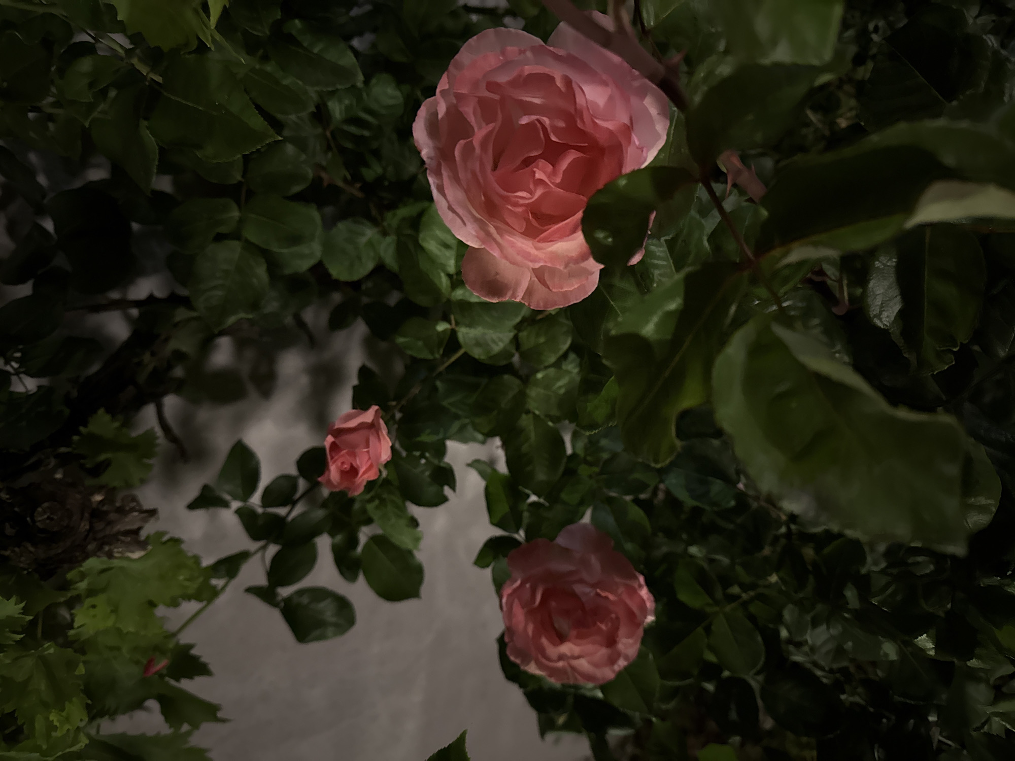 The image depicts three pink roses surrounded by green foliage. The largest rose is centered at the top of the frame, while the two smaller roses are positioned lower down, one on the left and one on the right. The background appears to be a wall partially obscured by the leaves and stems of the rose bush. The image was taken at night in Đenovići, Montenegro.
