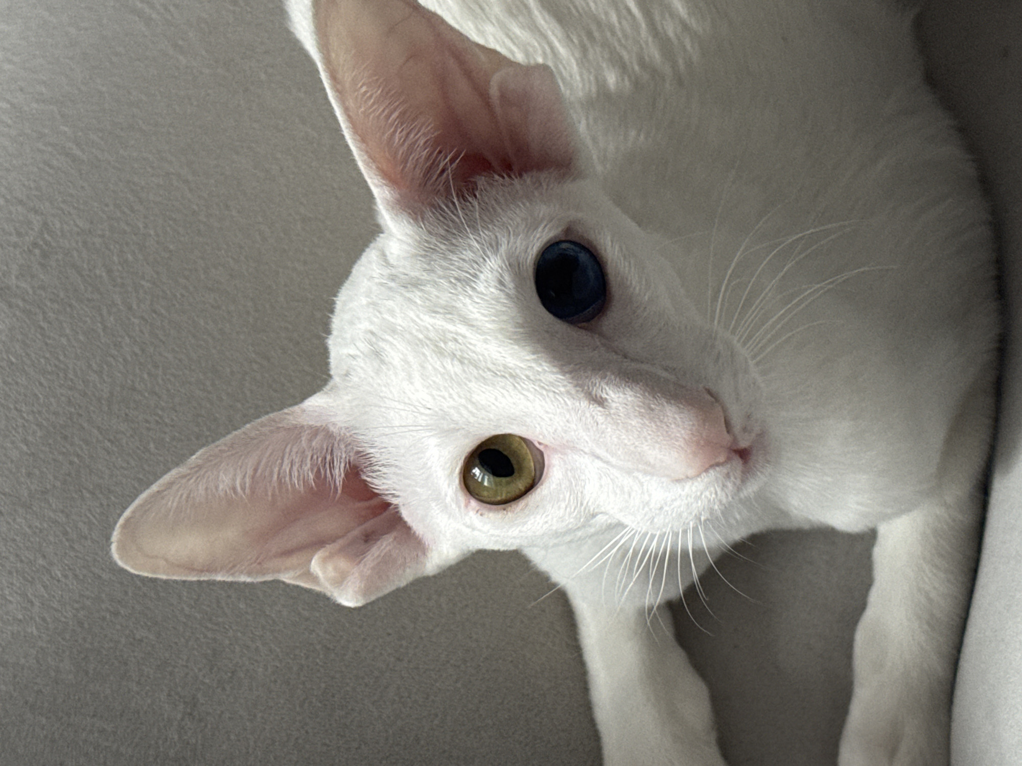 A close-up, high-angle shot depicts a white cat with heterochromia, having one blue eye and one green eye. The cat is lying down on a gray surface. The cat is white with pink ears. The environment is out of focus. The location in the city of Khimki, Russia is not discernible from the image.