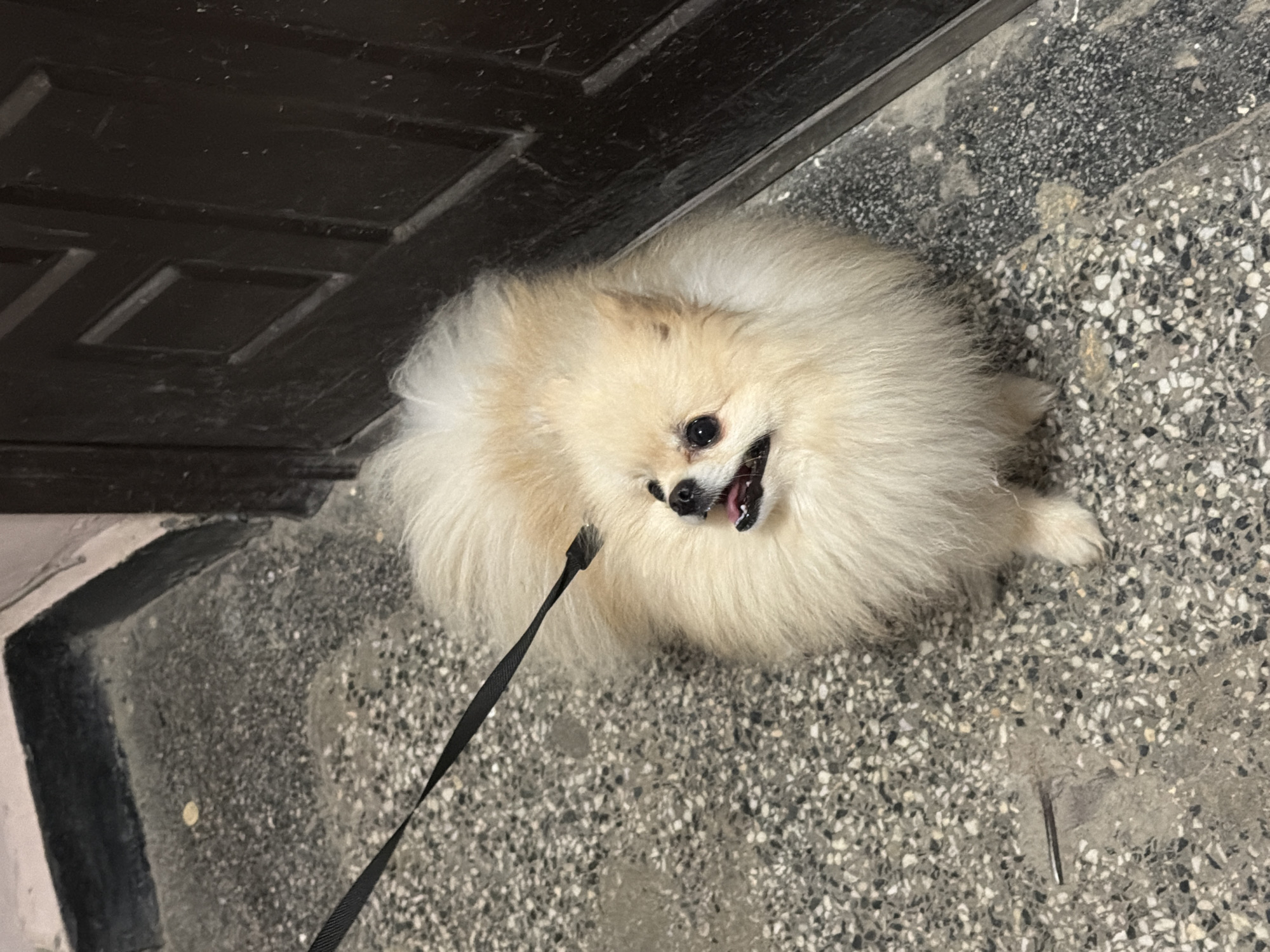 A Pomeranian dog with a black leash is sitting on a speckled gray surface, likely a sidewalk, next to a dark brown door in Varna, Bulgaria. The dog is looking up with its tongue slightly out. The background consists of the building's facade.