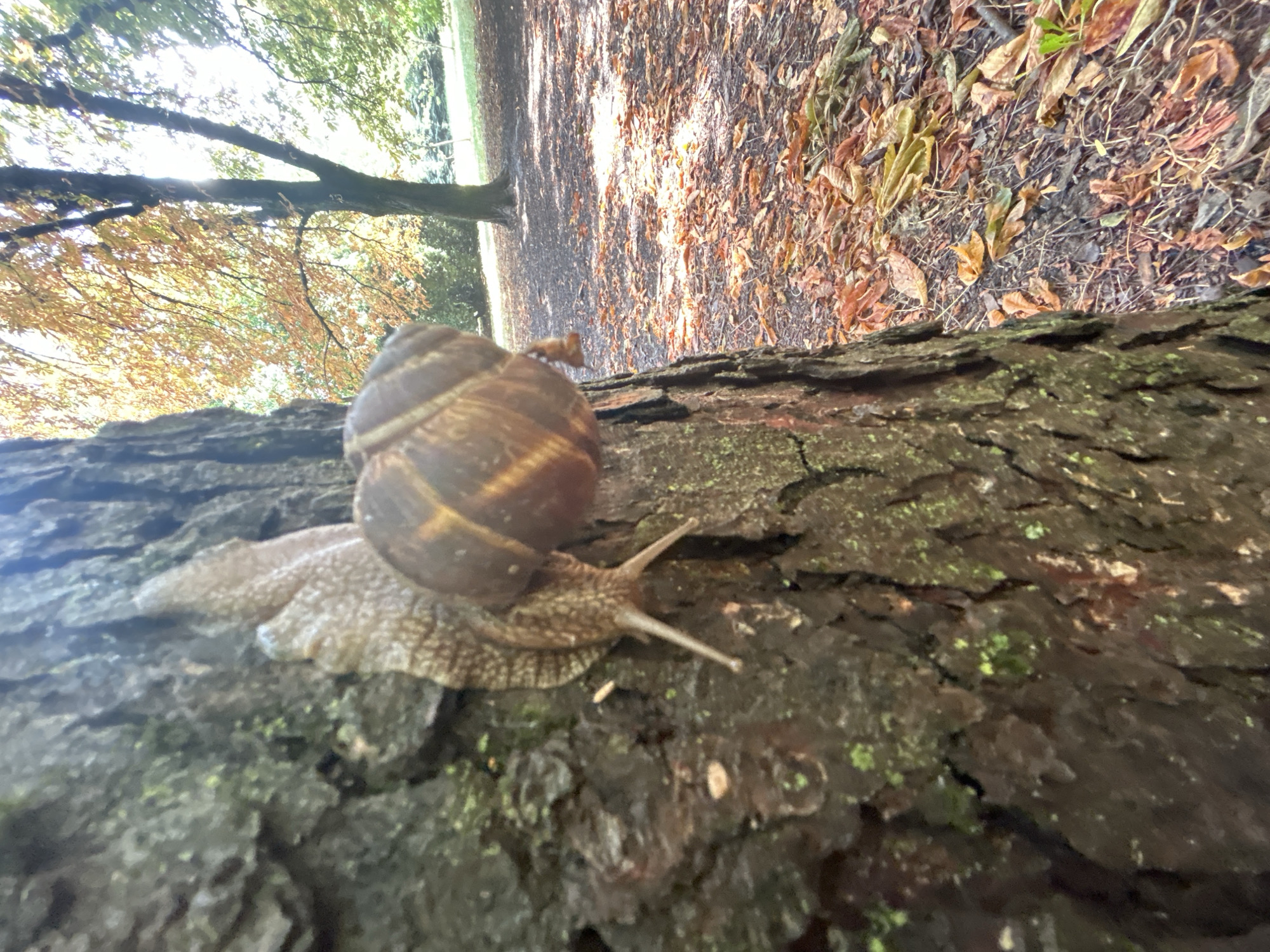 The image shows a close-up of a snail crawling on the bark of a tree. The snail has a brown, spiral shell and a light-colored body with tentacles extended. The tree bark is rough and textured, with patches of moss. In the background, there is a park-like setting with trees and fallen autumn leaves on the ground. The sunlight filters through the leaves, creating dappled lighting. The image is taken from a low angle, looking up at the snail and the tree. There are no people or other animals visible in the image. The environment suggests an outdoor natural setting, possibly a park or a forest, during the autumn season. The location is not specified in the image itself and cannot be determined from the visual information provided.