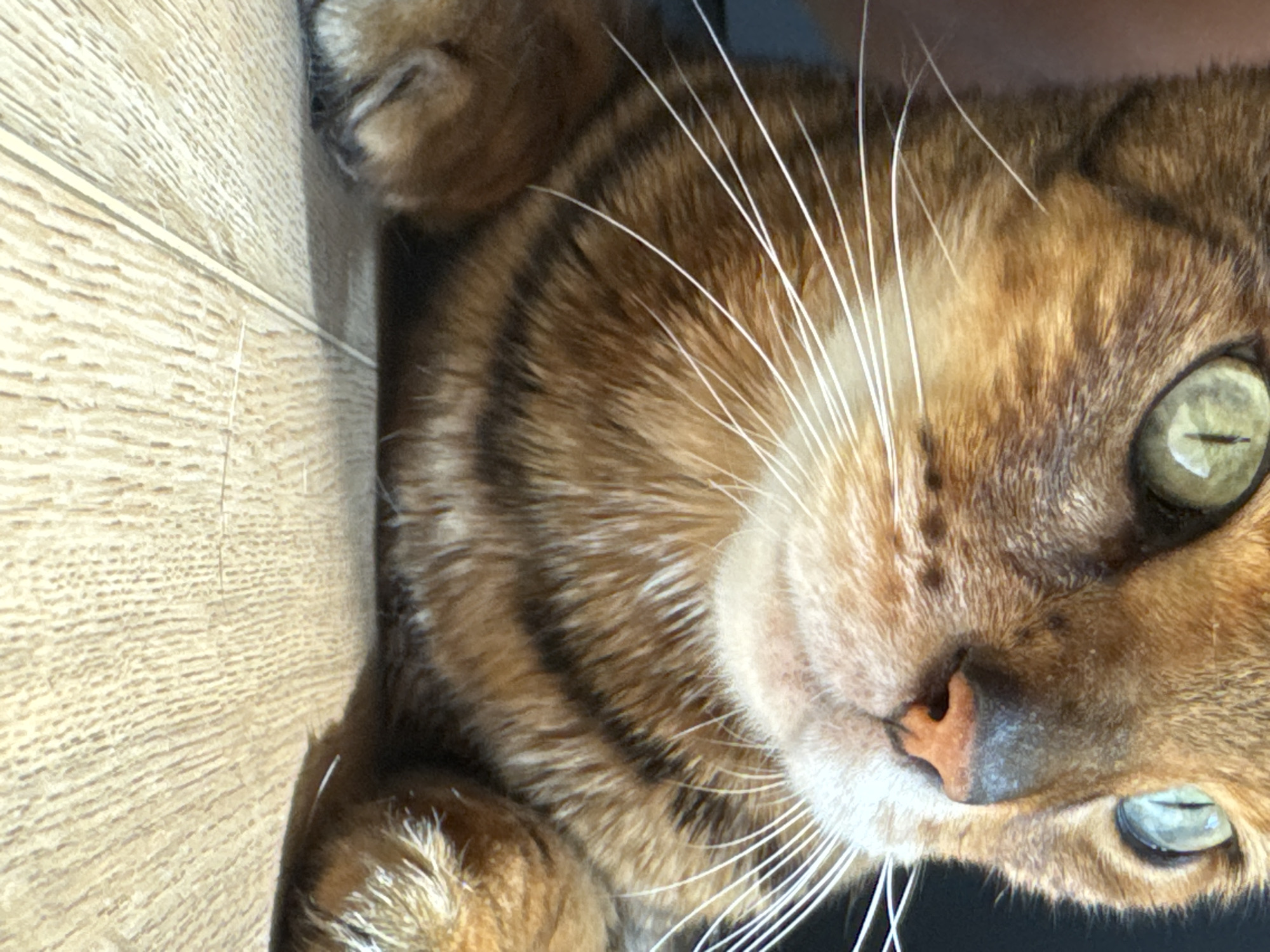 A close-up, eye-level, outdoor medium shot shows the head and chest of a Bengal cat. The cat's fur is a mix of brown and black stripes, with green eyes and a pink nose. The cat's head is angled slightly to the left. The background is out of focus, but appears to be a wooden floor. The lighting is natural and coming from the right. The overall mood is calm and peaceful.