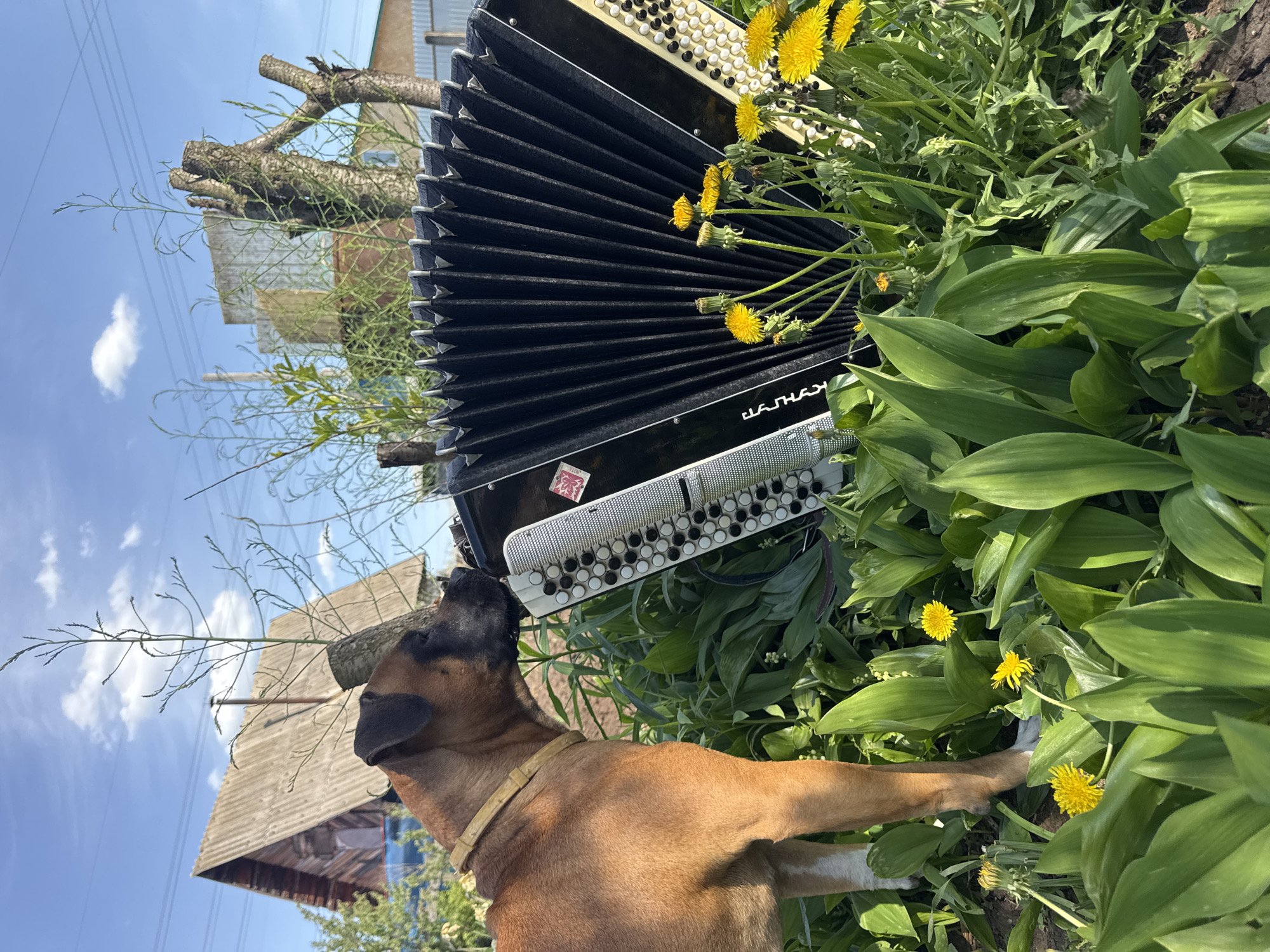 A medium-sized, short-haired, brown dog with a black muzzle and a light-colored collar is sniffing a black accordion propped up amongst a patch of green plants and yellow dandelions. The accordion is oriented vertically with the keyboard side facing forward. Behind the accordion and plants is a rural scene including a weathered wooden structure and a few taller buildings. The sky is partially clear with some clouds and the presence of power lines. This image was taken in the city of Chaikovsky, Russia.
