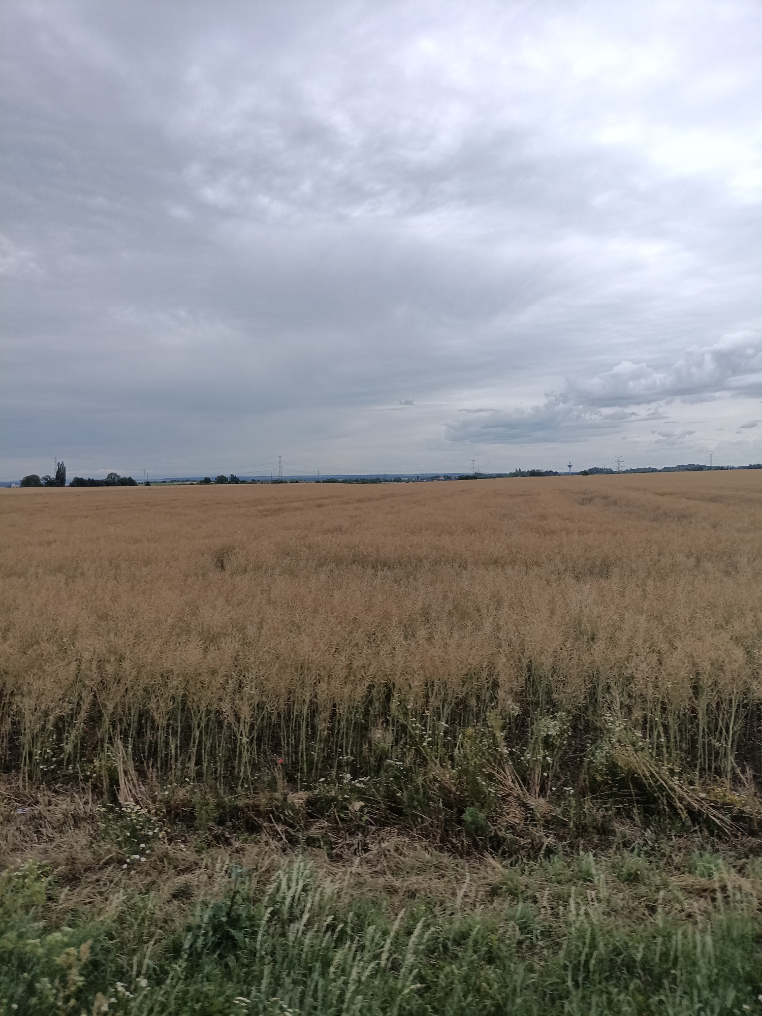 The image captures a vast, golden field of crops, likely rapeseed or wheat, stretching towards a distant horizon under a cloudy sky. The foreground features a border of green grass and dry vegetation, indicating a rural setting. In the background, a low-rise tree line separates the field from a hazy landscape dotted with power lines and a water tower, suggestive of a sparsely populated area. The overall impression is one of agricultural expanse under a subdued, overcast sky, consistent with the rural environment of Dřevčice, Czechia.