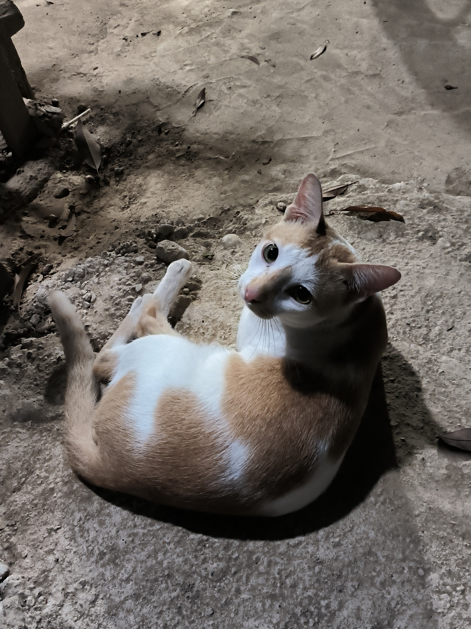 An orange and white cat is lying on its back on a concrete surface, with its paws in the air. The cat is looking up and to the left. The concrete surface is rough and uneven, with some small stones and dry leaves scattered on it. There are shadows on the concrete, indicating an overhead light source. The scene appears to be outdoors, possibly in a yard or alleyway in Lhokseumawe, Indonesia.