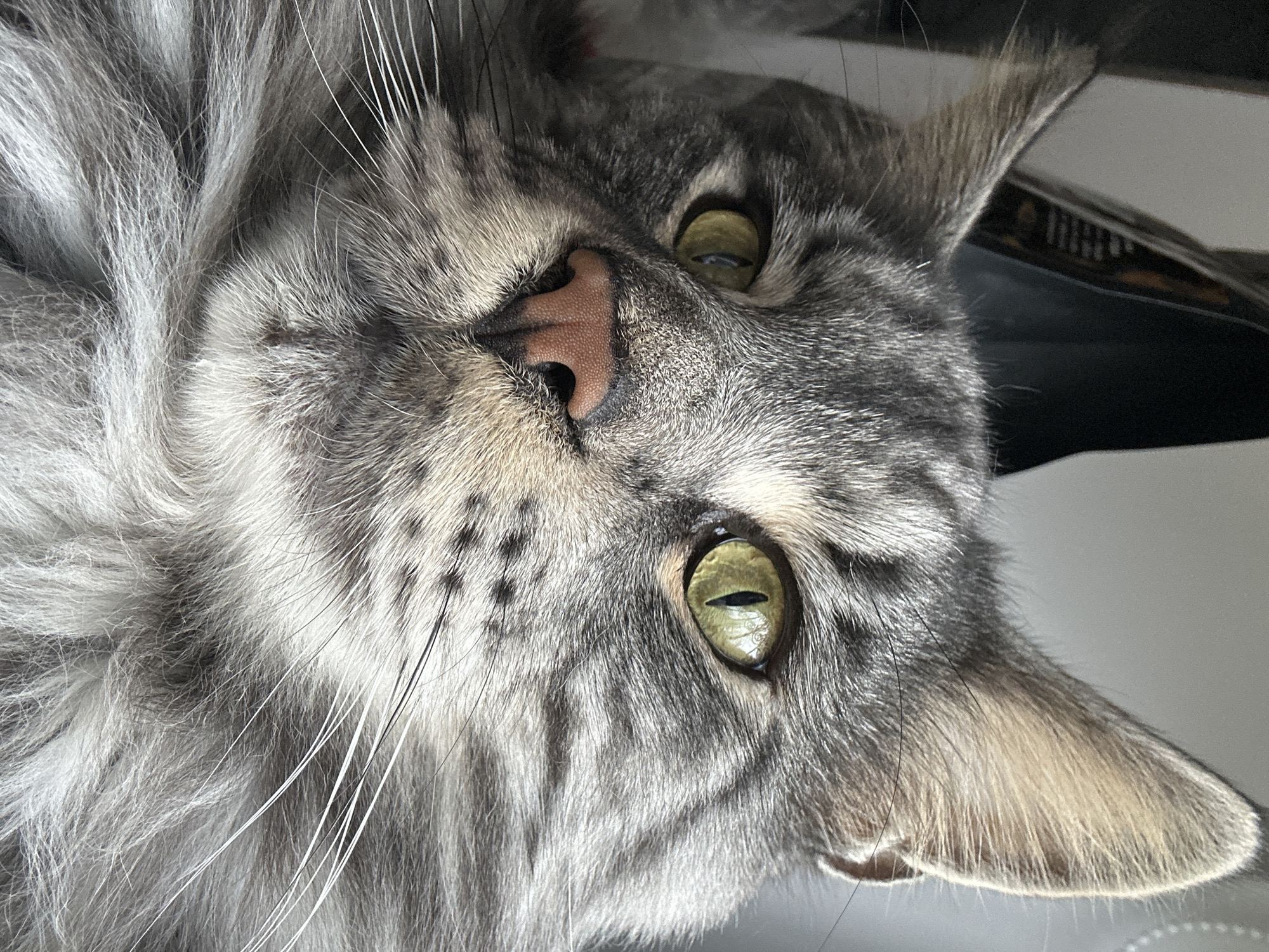 A close-up, upside-down view of a gray tabby cat's face. The cat has green eyes, a pink nose, and long white whiskers. The background is out of focus. No information indicates the location in the city of Chaikovsky, Russia.