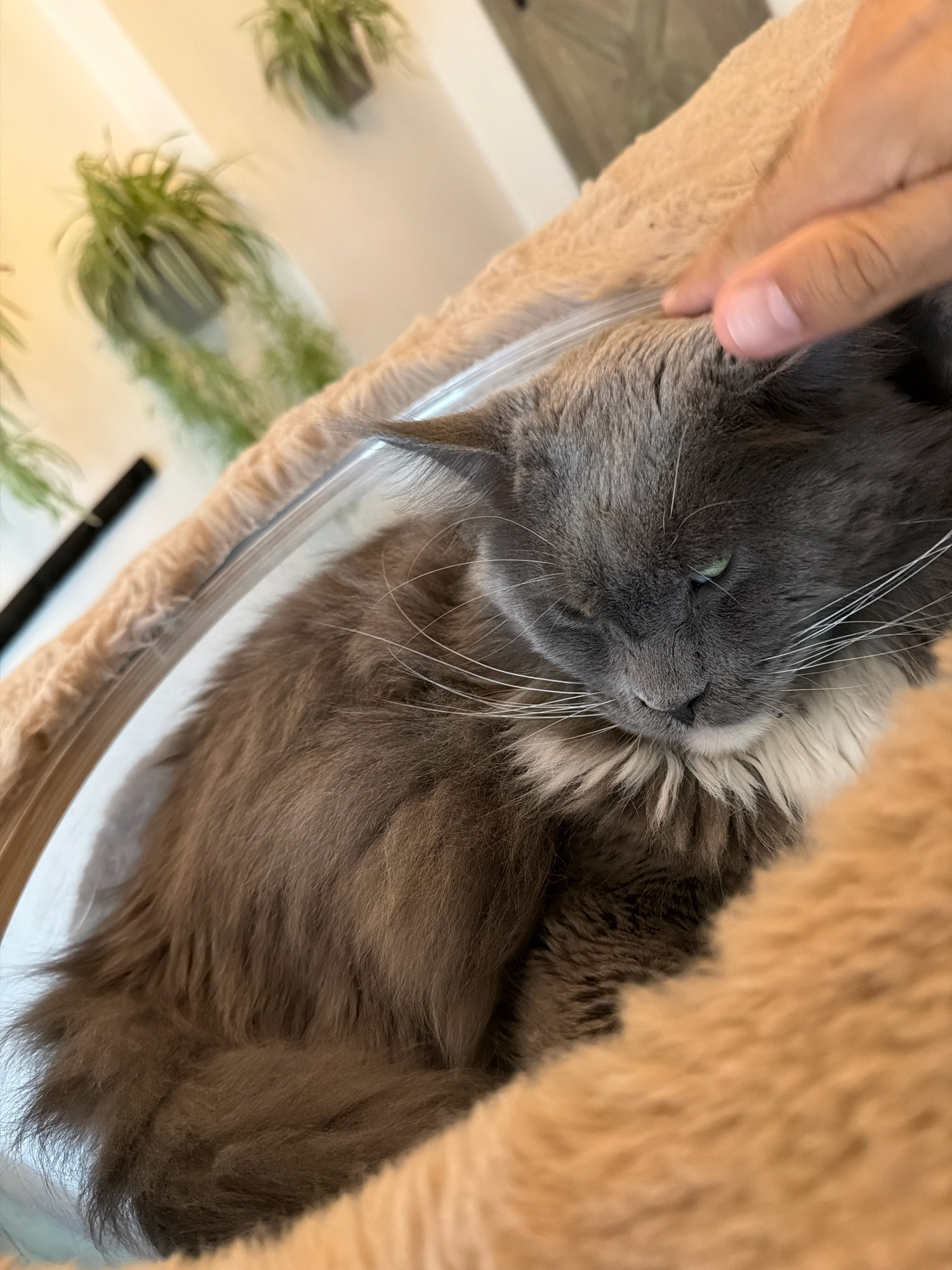 A close-up shot captures a fluffy grey and brown cat resting in a tan, fuzzy bed. A hand is gently petting the cat's head, with the fingers visible. The cat's eyes are partially closed, and its whiskers are prominent. In the background, a clear plastic rim of the cat bed is visible, as are two hanging green plants on a light-colored wall, suggesting an indoor setting. The scene appears to be a peaceful moment of interaction between a human and a pet. There is no information available that places this scene in Prague, Czechia.