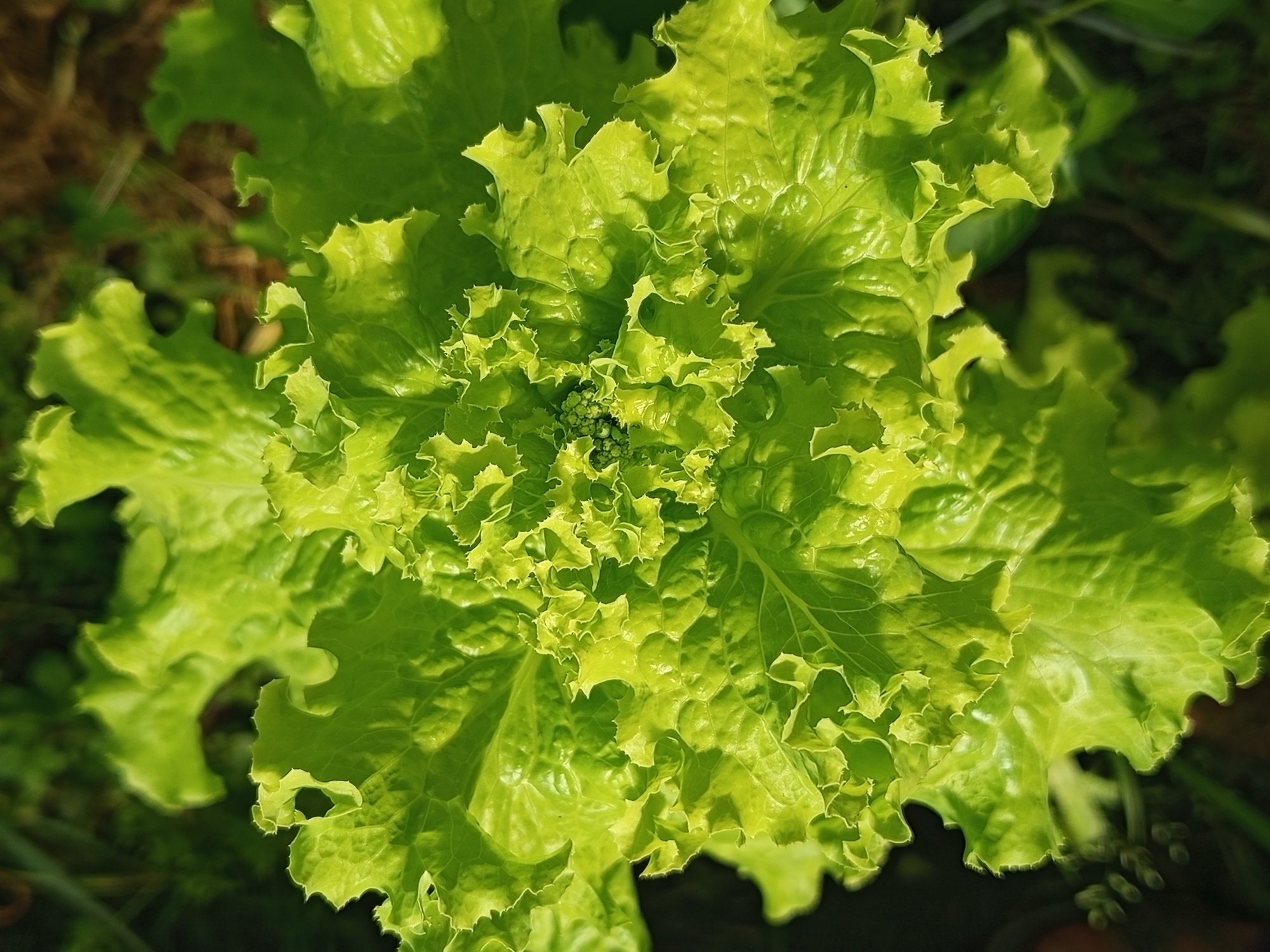A close-up, overhead view captures a vibrant green head of lettuce growing outdoors. The lettuce leaves are ruffled and crinkled, with a slightly glossy sheen, indicating they are fresh and possibly recently watered. Sunlight casts dappled shadows across the leaves, highlighting their texture and form. The background is softly blurred, showing hints of dark soil and other green foliage, suggesting a garden environment. The image is located in Ostrovtsy, Russia.