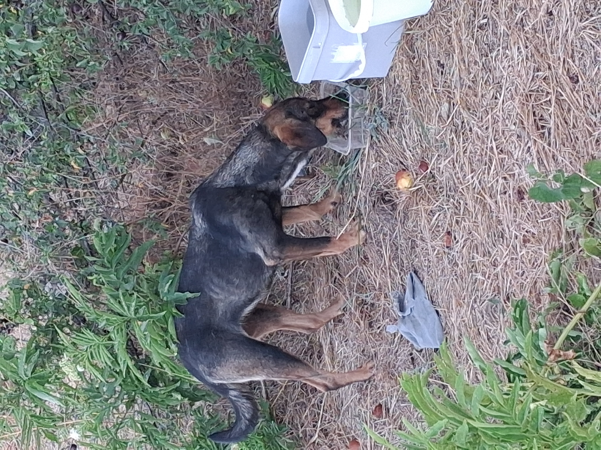 A medium-sized dog with dark brown and tan fur is foraging from a clear plastic container placed on dry hay. The dog has its head lowered into the container, actively eating or drinking. To the right of the dog are two plastic bins, one gray and one white, with the white bin appearing to be a bucket. The ground is covered in dry hay, with scattered small, reddish-brown objects that may be fruit. Green vegetation is visible in the foreground and background. A crumpled gray cloth is on the hay in the lower left quadrant of the image. The scene appears to be outdoors in a natural or semi-natural setting. No specific location in Goran, Bulgaria can be determined from the image.
