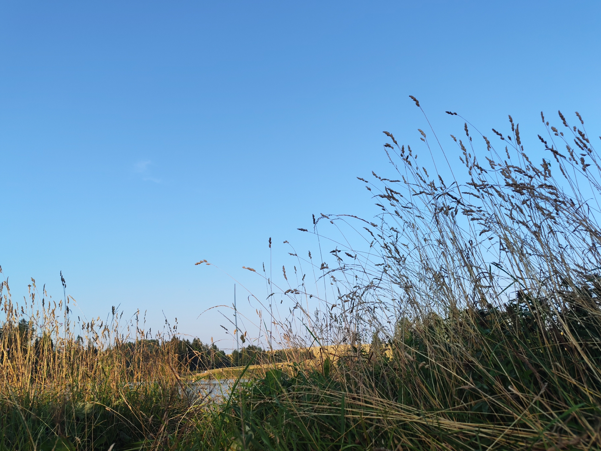 A wide shot captures a clear, pale blue sky over a landscape dominated by tall, dry grasses in the foreground. The grasses, with their seed heads, are a mixture of golden brown and green hues, some bending and swaying as if in a light breeze. Behind the grasses, a body of water, possibly a lake or river, is visible, reflecting the sky. Beyond the water, a line of trees with dark green foliage forms the horizon, with a gentle, sunlit hill visible behind the trees. The image appears to be taken in Podshivalovo, Russia, during daylight hours, likely late afternoon or early evening, given the warm lighting on the grasses. There are no people or animals present in the scene.
