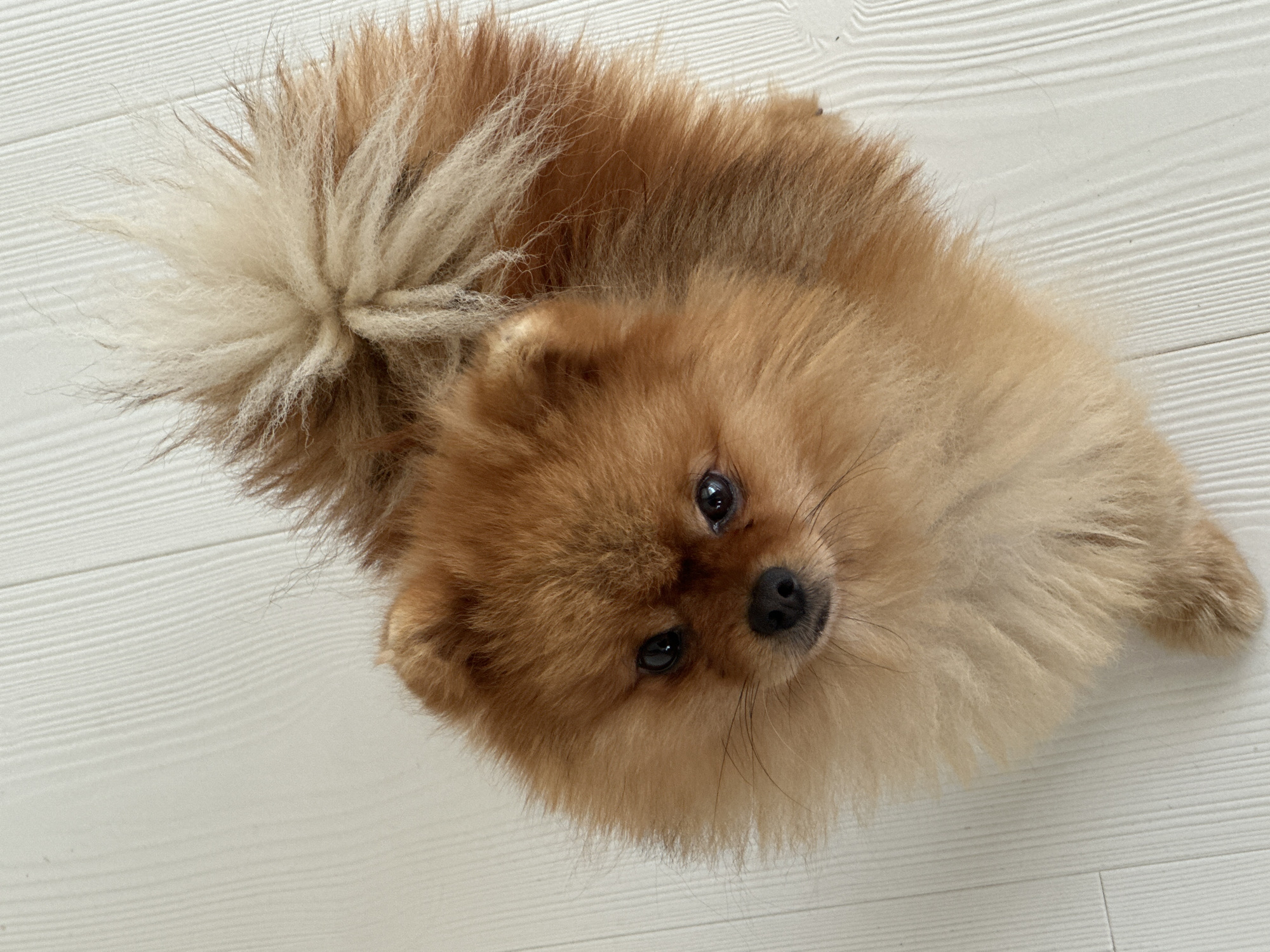 A Pomeranian dog with a fluffy tan coat and a bushy tail sits on a light-colored, wooden floor. The dog's face is turned towards the camera, with dark eyes and a black nose. The background is a plain wooden surface, with visible plank lines. There is no indication of the city of Asenovgrad, Bulgaria.
