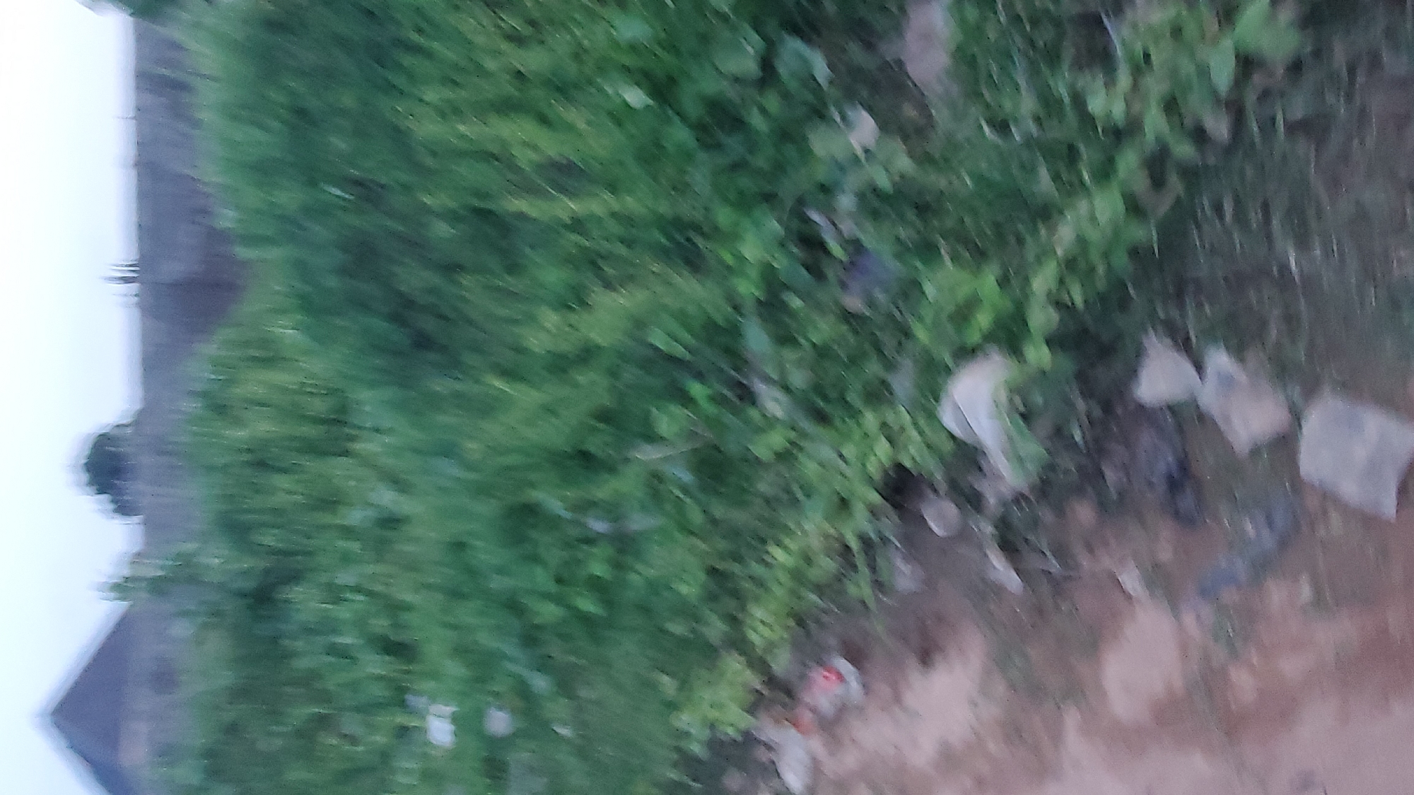 A low-angle, slightly out-of-focus outdoor shot captures a patch of overgrown vegetation and a dirt path. The vegetation is a mix of green grasses and other plants, with some scattered debris, including what appears to be plastic waste. The dirt path is visible along the bottom left of the frame, with several rocks and pieces of debris on it. In the background, slightly out of focus, are glimpses of buildings, including a structure with a peaked roof on the left and a more distant, flatter-roofed building. The sky above is overcast and light-colored.