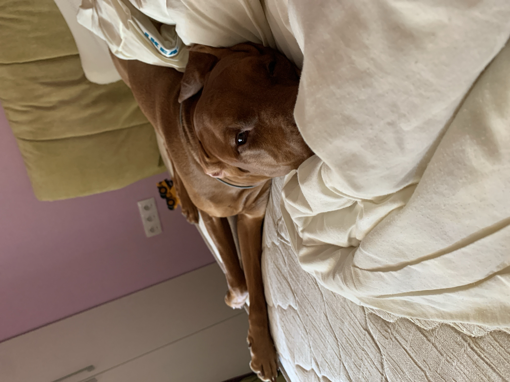 A brown dog, possibly a vizsla or pit bull mix, is partially buried under a white blanket on a bed. The dog's head and front legs are visible. The bed has a textured, possibly quilted, beige-colored cover. A green pillow is visible on what appears to be a sofa or adjacent bed. The room has pink walls and white furniture. A set of electrical outlets is visible on the wall. There is no indication of the location being Saint Petersburg, Russia.