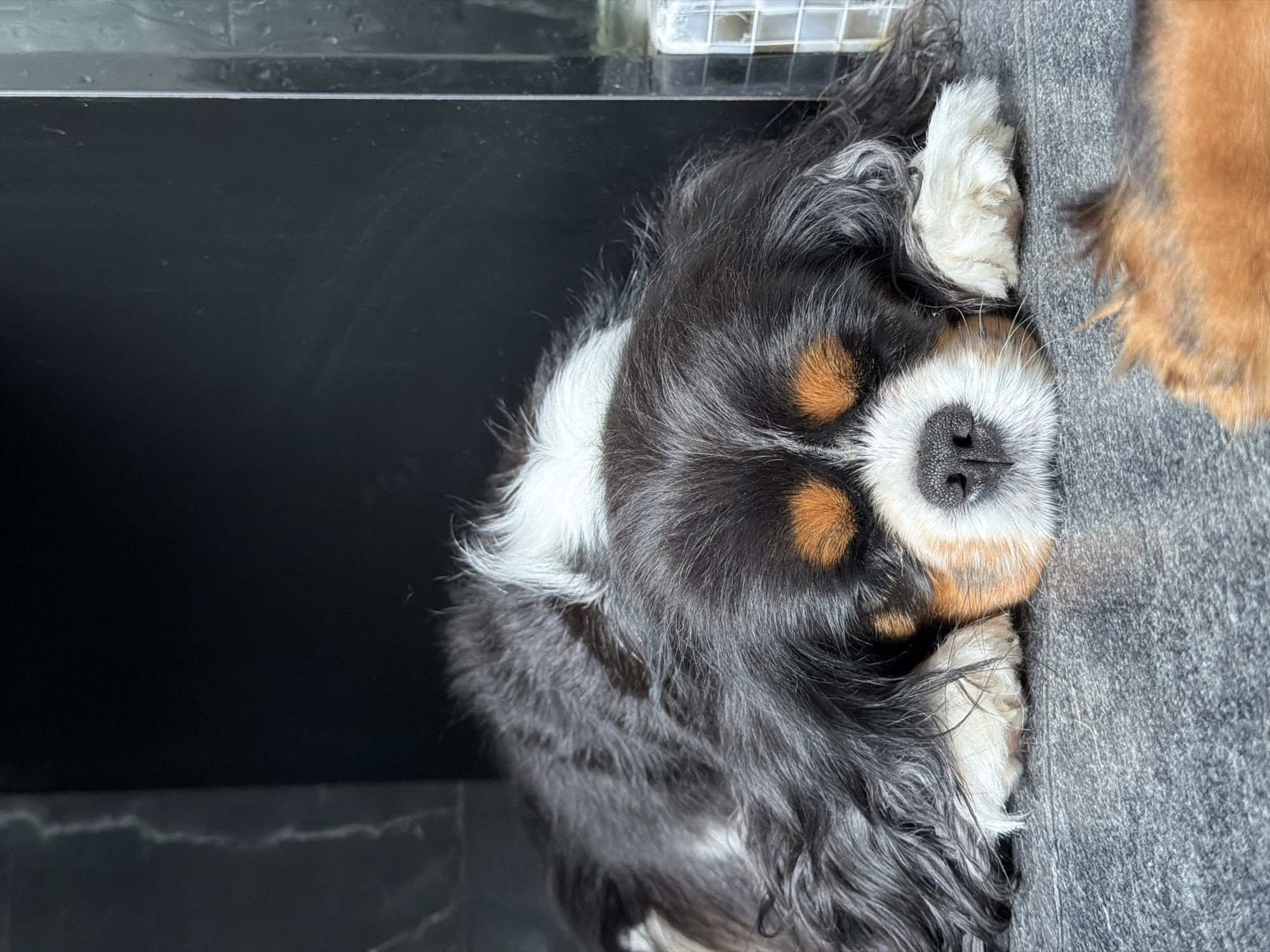 A tri-color Cavalier King Charles Spaniel rests on a gray surface, possibly a couch. The dog's head is the focal point, with black, white, and brown fur. The dog's nose is prominent and black. The background is black, possibly a piece of furniture or a wall. There is no information to indicate the city of Puebla, Mexico.