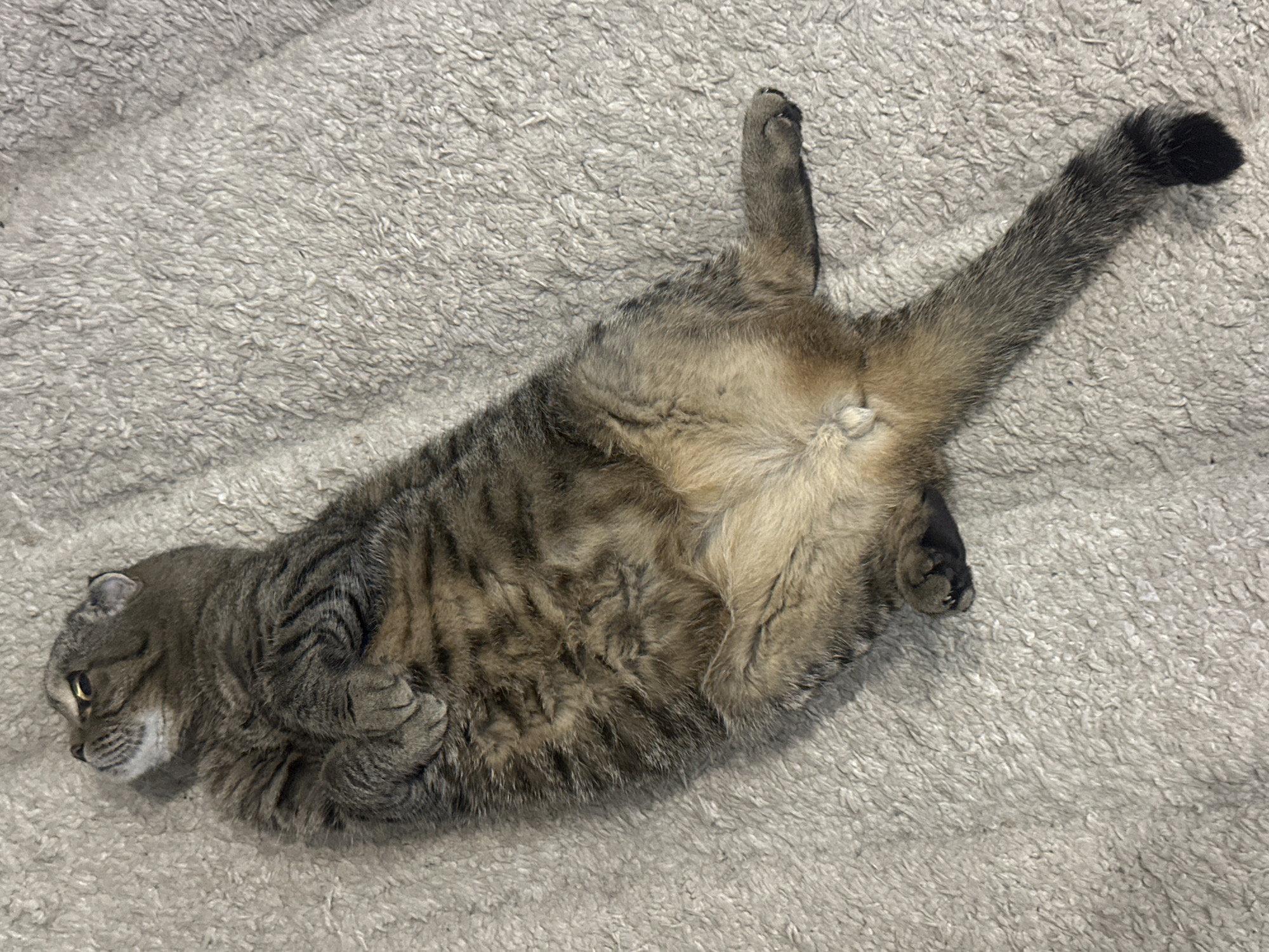 A tabby cat lies on its back on a textured, beige carpet. The cat's belly is exposed, and its paws are tucked in towards its chest. Its tail extends to the right. The cat is facing left, with its head turned upwards. There is no visible indication of the city of Yoksolovo, Russia, in this image.