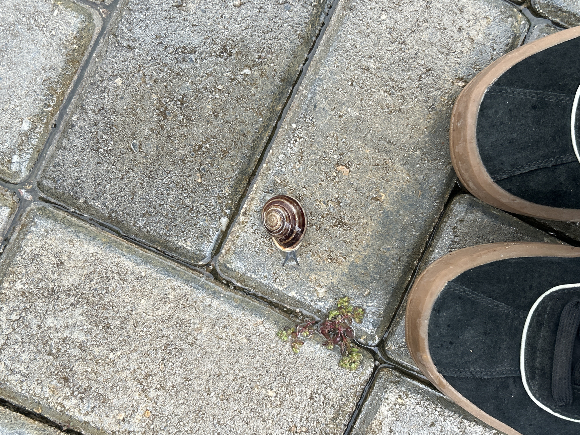 The image shows a close-up view of paving stones on a wet surface. A snail is present on one of the paving stones. A pair of black shoes with brown soles are partially visible on the right side of the image. Small plants are growing between the stones. It is not possible to confirm if this is Alanya, Turkey.