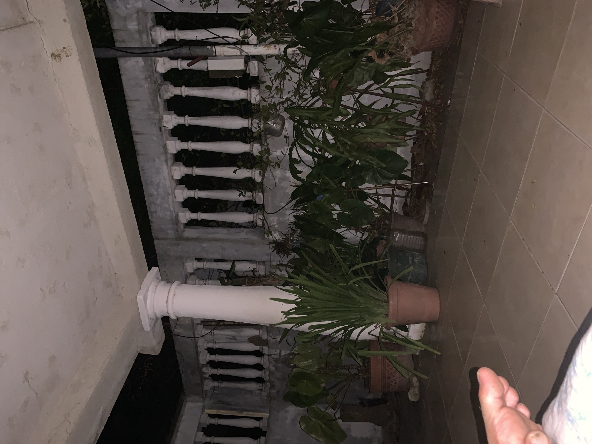 The image, rotated counter-clockwise, captures an outdoor patio scene at night or in very low light conditions. The setting features a prominent white concrete or stucco wall on the left, which shows some minor discoloration or dirt. A decorative white balustrade (railing) runs across the middle ground, separating the patio from a dark, unseen area beyond. A large, fluted white column with a square base stands on the patio, supporting the overhead structure.
The patio floor is covered with brown, square tiles laid in a grid pattern. Several potted plants are arranged along the balustrade and the column. These include plants with lush, broad green leaves and others with thinner, grass-like foliage, all housed in various terracotta and plastic pots. Some loose gravel or dirt is visible around the bases of the plant pots. Electrical wires or cables are strung along parts of the balustrade.
In the bottom right corner of the frame, a person's bare foot, specifically the toes and part of the instep, is visible on the tiled floor. The foot appears clean and well-maintained. The overall atmosphere is quiet and still due to the dim lighting. No specific activity is taking place beyond the presence of the person's foot. There is no visible text in the image. The architectural elements and lush potted plants are consistent with an outdoor living space in a warm climate, such as Santa Ana, Venezuela.