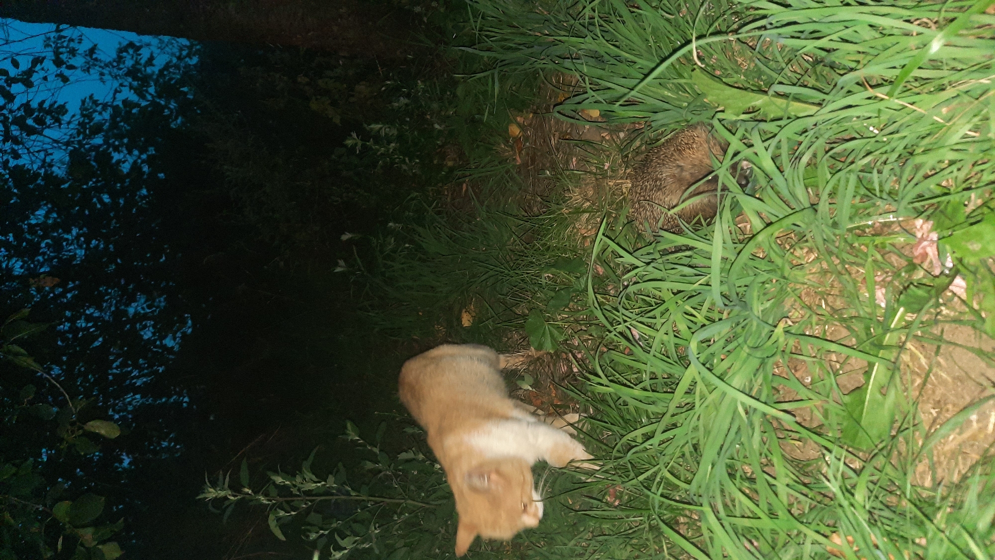 An orange and white cat is walking through tall green grass in a dimly lit outdoor environment. The cat is in motion, with its head down, possibly sniffing the ground. To the right of the cat, partially obscured by the grass, is a hedgehog. The background consists of dark trees and foliage, with a hint of the sky visible, suggesting it is dusk or nighttime. The scene appears to be in a natural setting, likely a garden or park. There is no indication of the city of Шклоў, Belarus within the image itself.