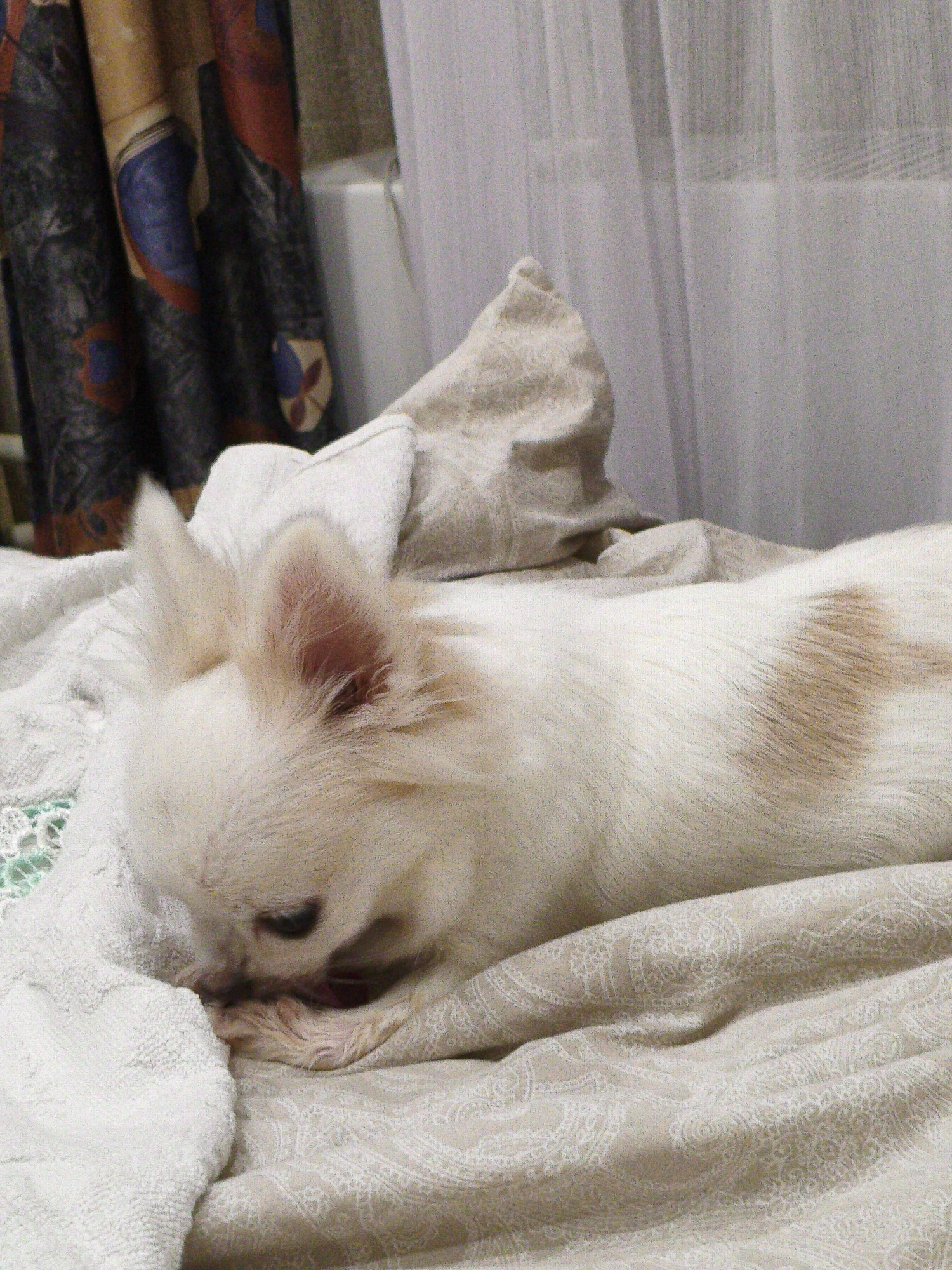 A long-haired, light-colored chihuahua with tan markings is lying on a patterned beige blanket. The dog's head is down, and it appears to be grooming or licking its paw. The dog is partially obscured by a white towel or blanket. In the background, there are sheer white curtains and a colorful patterned curtain. The scene takes place indoors, likely in a bedroom or living room, but there is no specific indication of the city of Chelyabinsk, Russia.