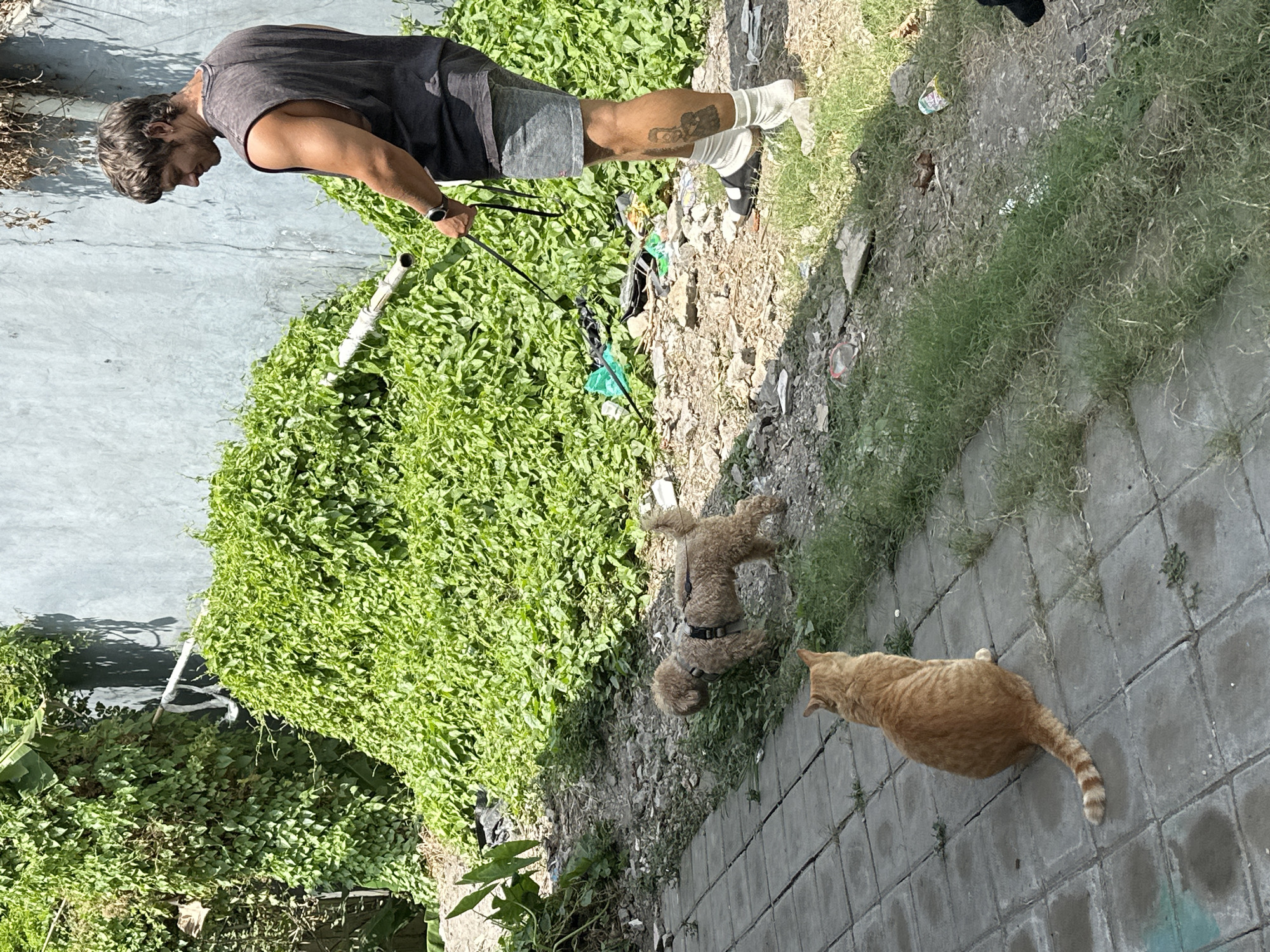 In North Kuta, Indonesia, a man stands outdoors, holding a leash attached to a small, light brown poodle. The poodle is wearing a harness and is facing away from the camera. In the foreground, an orange cat is seated on a paved surface, looking towards the poodle. The environment appears to be a mix of urban and natural elements, with a concrete wall in the background partially covered by lush green vegetation. The ground is a mixture of dirt, gravel, and some discarded items. The man is wearing a dark tank top, grey shorts, white socks, and sandals. He has a tattoo on his left calf. The scene is bathed in sunlight, creating shadows on the wall.