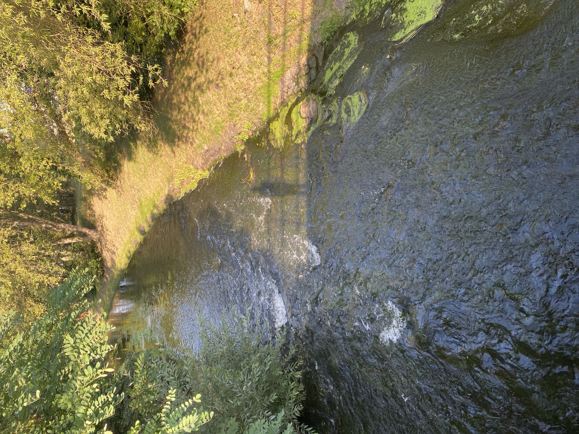This image depicts a serene view of the Bílina River flowing through a park area in Bílina, Czechia. Lush green trees and foliage line the banks of the river, casting dappled shadows on the water's surface. The river itself is clear and flowing, with small ripples and occasional patches of green algae visible. The sunlight highlights the movement of the water, creating a sense of tranquility and natural beauty. The scene suggests a peaceful, natural setting within an urban environment.