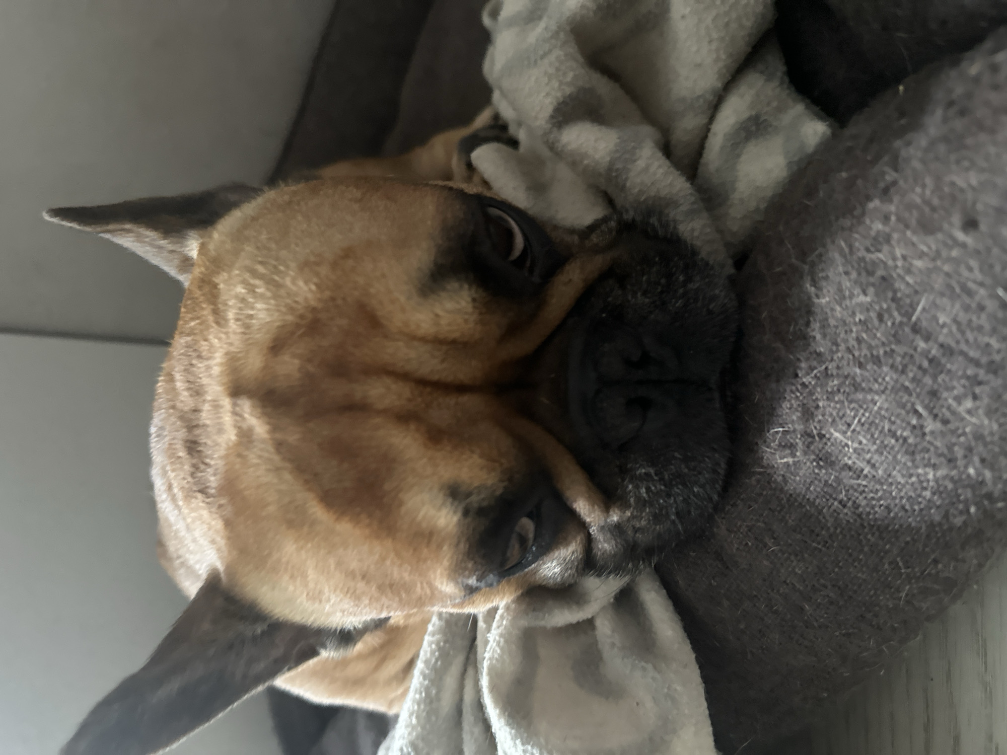 A French bulldog rests its head on a blanket. The dog is tan with dark markings around its eyes and muzzle. Its ears are erect and pointed. The dog is lying down, with its eyes partially closed. The background is a neutral color. The image does not provide any information about the location in Pushkino, Russia.