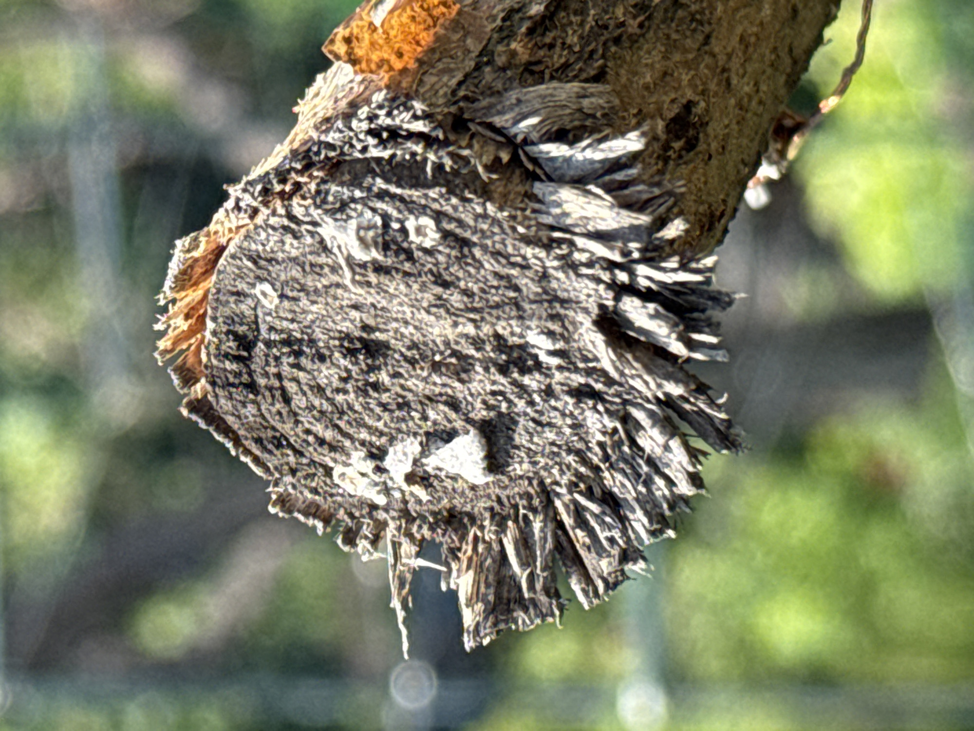 The image shows a close-up of a weathered, frayed tree stump. The wood is rough and textured, with many splintered fibers radiating from the cut end, giving it a spiky appearance. There are also some lighter-colored patches on the surface of the stump, possibly lichen or dried sap. The background is a soft blur of green foliage, suggesting an outdoor setting in a natural or park-like environment. The lighting appears to be natural daylight, casting subtle shadows and highlighting the texture of the wood. There are no people or specific landmarks visible that would indicate a location in Prokopyevsk, Russia.