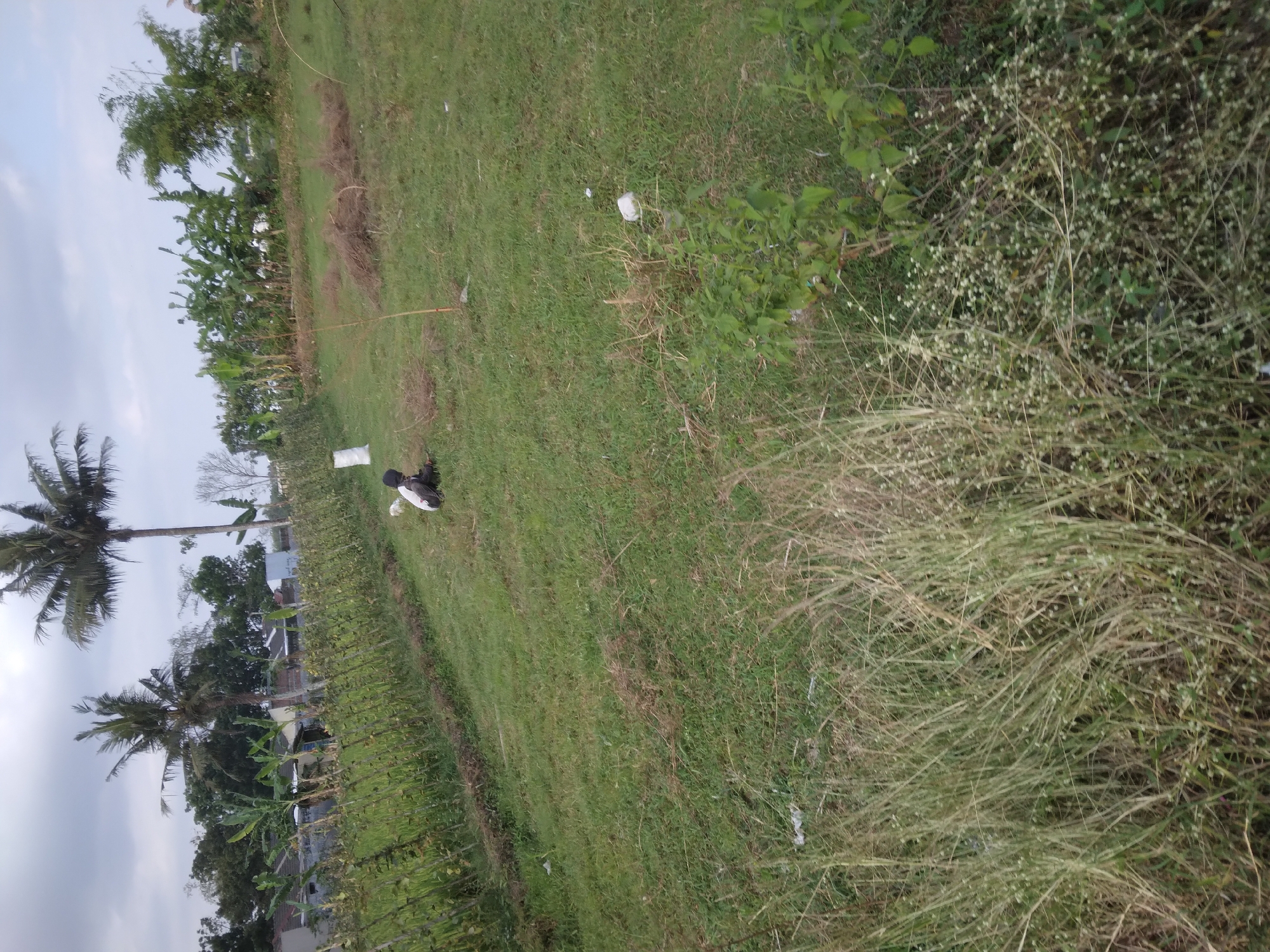 The image depicts an outdoor scene in a rural or semi-rural area, likely in Berkoh, Indonesia, based on contextual information. The foreground is dominated by tall, dry grass and some green vegetation. In the mid-ground, a young person wearing a dark shirt and dark pants is seated on the grassy ground, interacting with a white and black chicken. The person appears to be looking down at the chicken. Behind the seated person and chicken, there is a white plastic bag. The background features a row of agricultural crops, possibly corn or sugarcane, bordered by a dark band of earth. Further back, houses with tiled roofs are visible, interspersed with trees, including prominent palm trees. There are also banana trees and bamboo. The sky is overcast, suggesting a cloudy day. The overall impression is one of a simple, natural environment with signs of human habitation and agriculture.