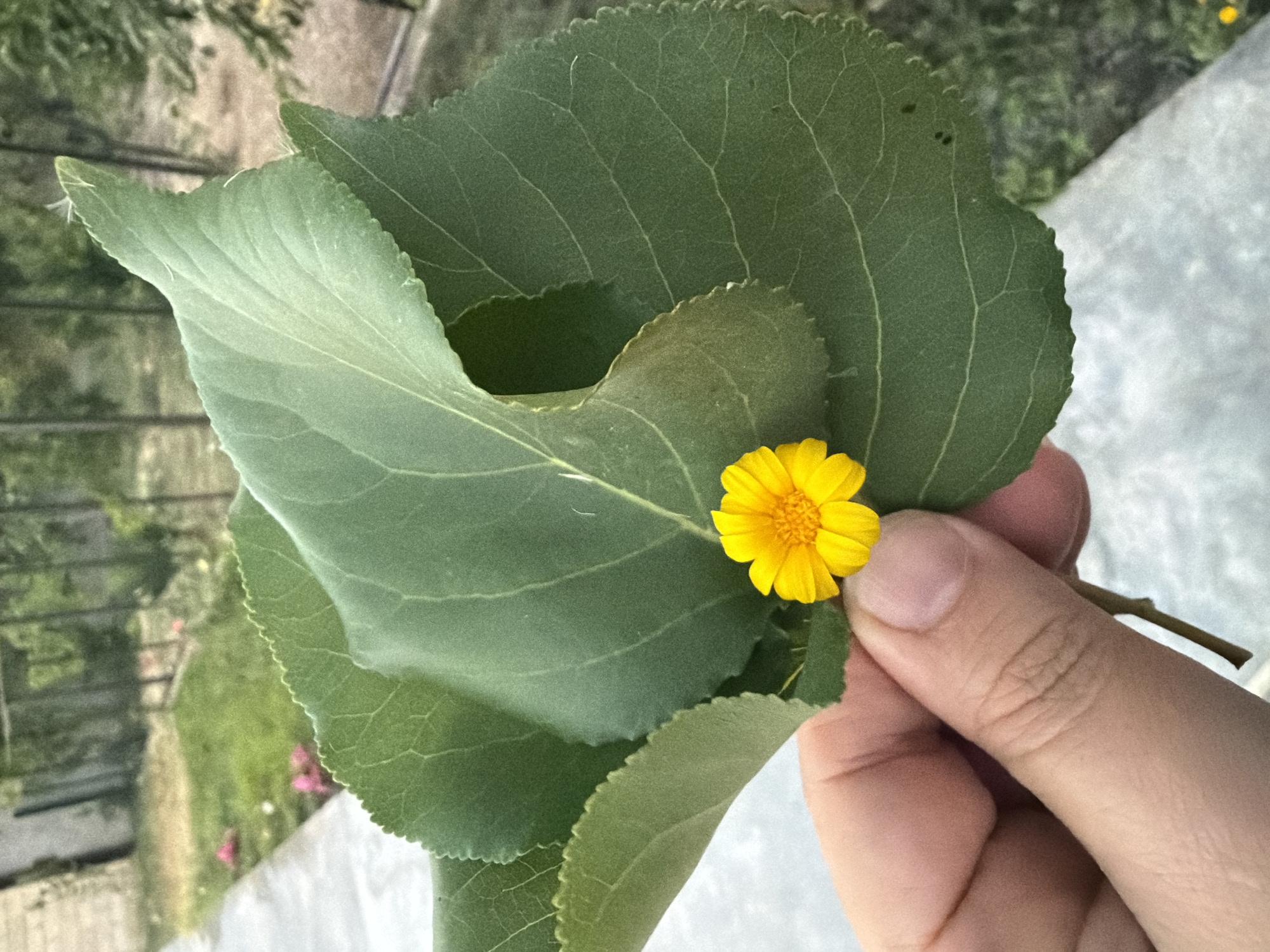 A close-up shot shows a hand holding a small, vibrant yellow flower nestled amongst large, green leaves. The flower has multiple petals and a textured center. The leaves are broad, with visible veins and serrated edges. The hand is holding the stem of the flower, with the fingers gently supporting the leaves. In the background, a blurred outdoor scene suggests a park or garden area, with patches of green grass, some pink flowers, and trees. A light-colored pathway is visible to the left. The overall impression is one of natural beauty and delicate simplicity. The image was captured in Sabirabad, Azerbaijan.