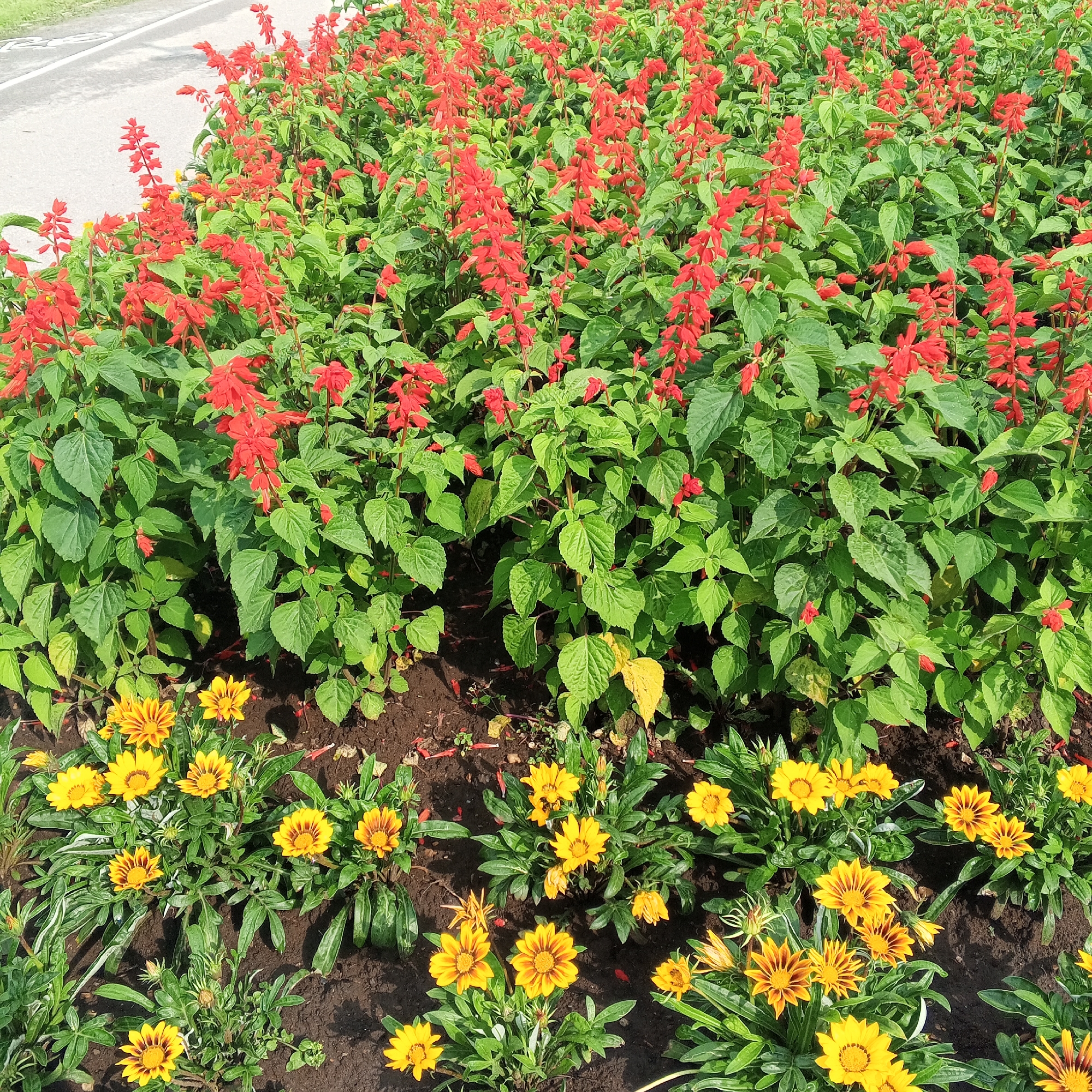 A close-up, eye-level shot captures a vibrant flower bed bordering a paved pathway. The foreground is dominated by rows of bright red salvia flowers, their tall spikes a striking contrast against the lush green foliage. Interspersed among the red blooms, at the lower edge of the image, are clusters of yellow and orange gazanias, their daisy-like petals unfurling in the sunlight. The soil beneath the flowers is dark and rich, with scattered red mulch and fallen leaves. The pathway, a light grey asphalt with a faint white line marking its edge, recedes into the upper left of the frame. The overall impression is one of a meticulously maintained garden, likely a public space in the city of Dyurtyuli, Russia, given the context provided. There are no people or animals visible in the image.