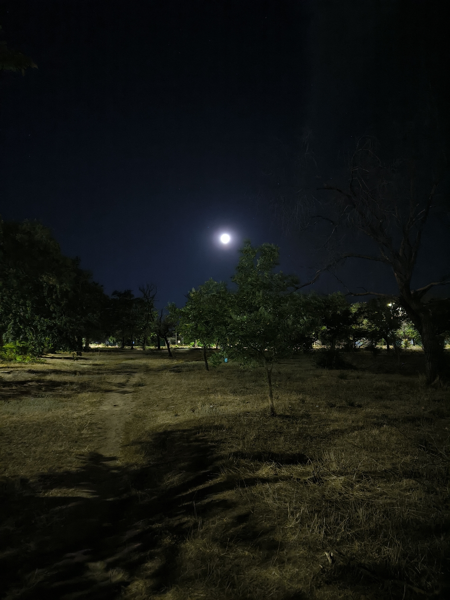 The image depicts a nighttime scene in a park or wooded area, possibly in the city of Mykolaiv, Ukraine. A bright full moon illuminates the dark sky and casts light on the landscape below. The foreground features dry, overgrown grass and a dirt path leading into the scene. Several trees are visible, with a larger, bare tree dominating the right side of the frame and a smaller, leafy tree in the center. The background shows more trees and some distant lights, suggesting the presence of urban infrastructure. The overall atmosphere is calm and serene, with the moonlight creating dramatic shadows and highlighting the textures of the natural environment. No people are visible in the image.