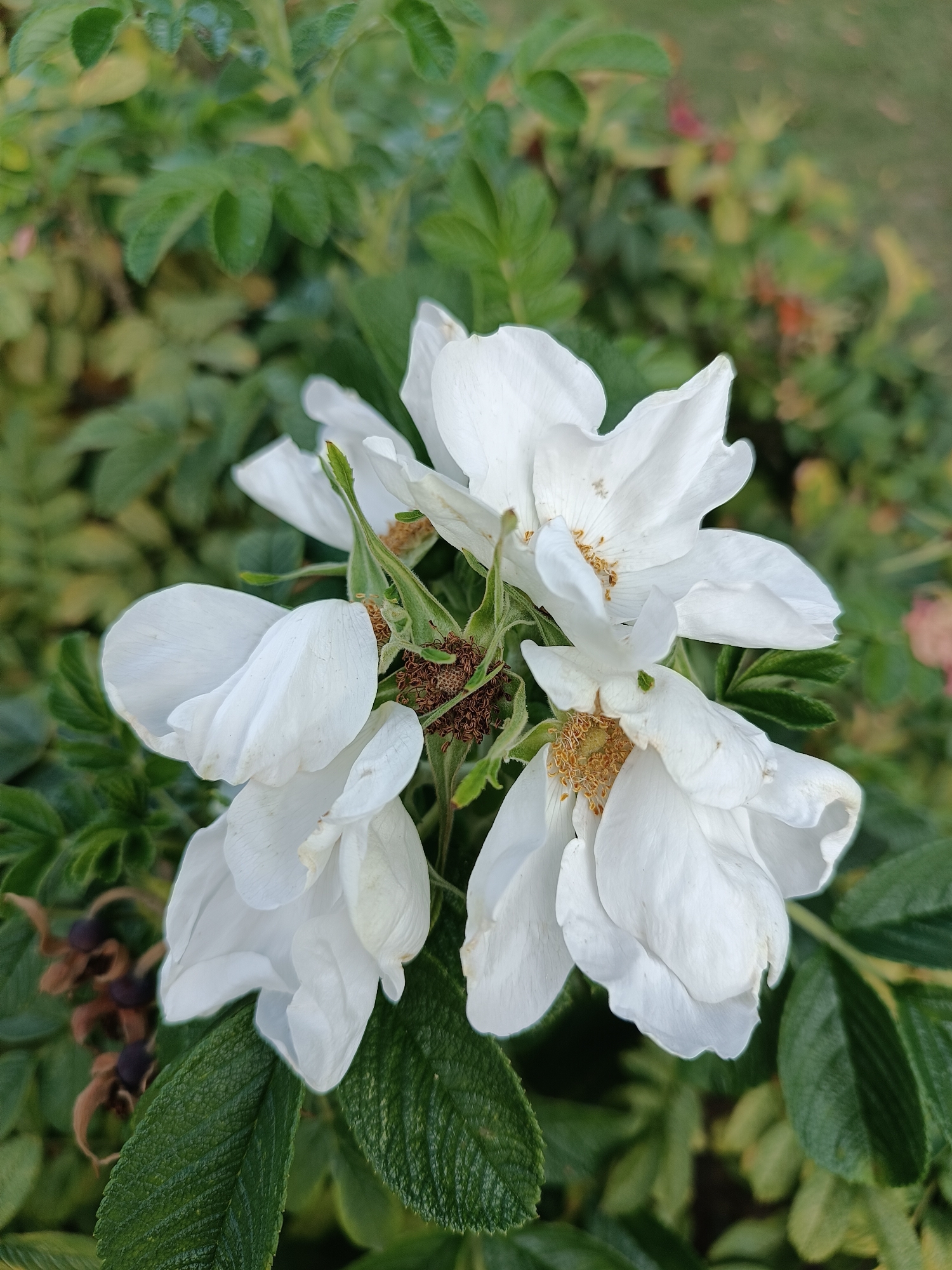 A close-up, eye-level shot captures a cluster of white rosehip flowers in bloom, set against a backdrop of lush green foliage. The petals of the flowers are delicate and slightly crinkled, with hints of yellow stamens visible at their centers. Some of the flowers are fully open, while others are just beginning to unfurl. In the background, out-of-focus, are the developing rosehips, appearing as small, reddish-brown seed pods. The lighting is soft, suggesting an overcast day or the shade of a tree, as there are no harsh shadows. The overall impression is one of natural beauty and the transition of a plant from flowering to fruiting. The scene is likely situated in a park or garden within Moscow, Russia, given the prevalence of rosehip bushes in urban green spaces in the city.
