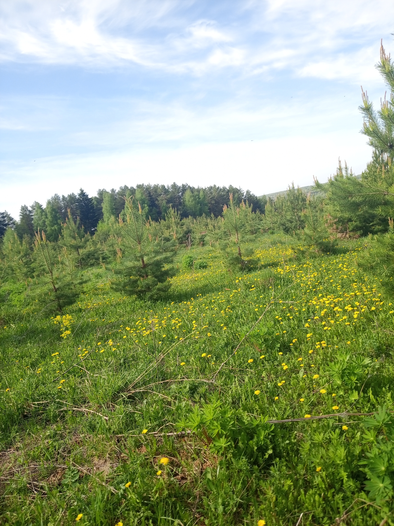The image shows a field of green grass and yellow dandelions in a rural area near Ural'skoe, Russia. Scattered throughout the field are young pine trees. In the background, a line of taller trees can be seen along the horizon. The sky is blue with some wispy clouds. No people or animals are visible. The scene appears to be a natural landscape, possibly a reforestation area or a meadow near a forest.