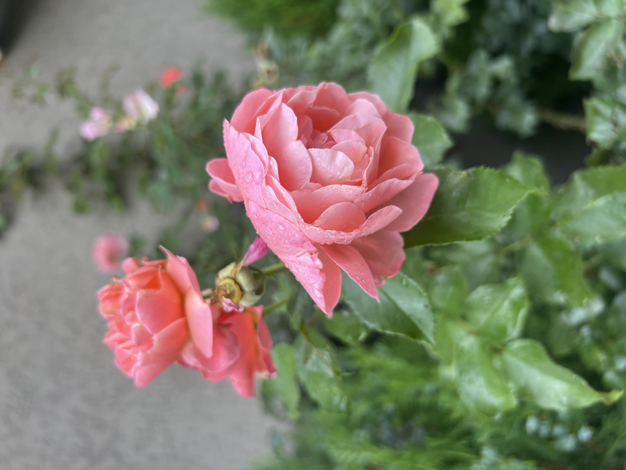 The image displays a close-up of several pink roses, some of which are covered in water droplets, suggesting recent rain or watering. The roses are in focus, with their delicate petals and lush green leaves filling the foreground. In the background, a rough, gray wall is visible, along with some out-of-focus greenery that appears to be part of a garden or hedge. The overall scene evokes a sense of natural beauty and freshness. The location specified, Tsodoreti, Georgia, implies this photograph was taken in that region. There are no people or actions depicted in the image.