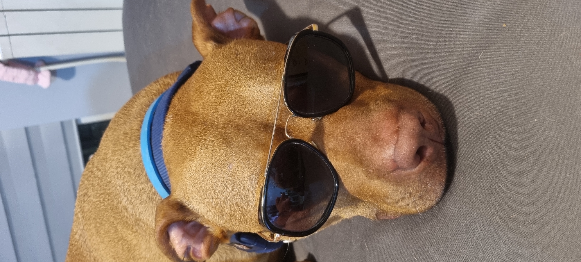 A tan-colored dog with a blue collar is lying on a gray surface. The dog is wearing sunglasses with black frames and dark lenses. The surface appears to be made of fabric. The location is Unknown, Unknown.
