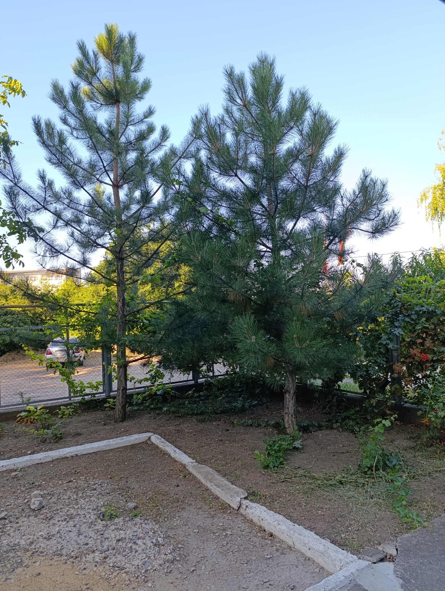 The image captures an outdoor scene with two young pine trees in the foreground, set against a backdrop of lush green foliage and a clear blue sky. The ground is covered with soil and scattered small stones, bordered by a low concrete structure in the lower half of the frame. In the mid-ground, a chain-link fence runs horizontally, behind which a silver car is parked near a building. The overall impression is of a residential or park-like setting within the city of Dubăsari, Moldova.