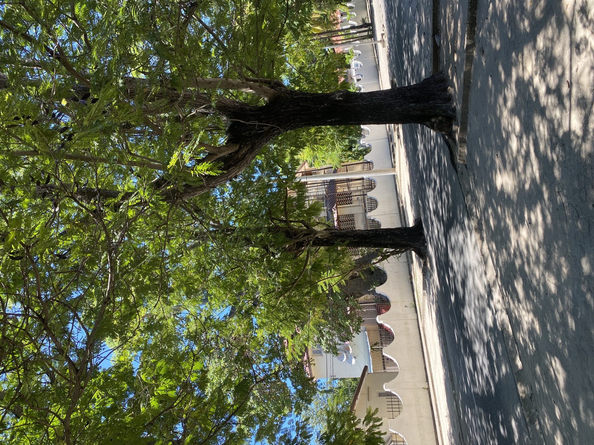 The image captures a street scene in Dar es-Salaam, Tanzania, characterized by a large tree providing shade on a sunny day. The tree, with its dense green foliage, dominates the left side of the frame. Its trunk is positioned along the edge of a paved road or sidewalk. The street is visible on the right, cast in shadow from the tree's canopy. Across the street, a building with distinct architectural features, including arched windows and a white facade, can be seen. The sky is visible through the branches of the tree, revealing patches of blue. There are no people visible in the image. The scene appears to be a quiet, residential area.