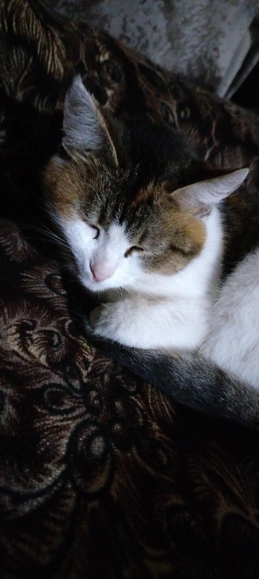 A cat sleeps on a patterned dark brown blanket. The cat has white fur on its chest and legs, and patches of brown and gray on its head. The cat's eyes are closed.