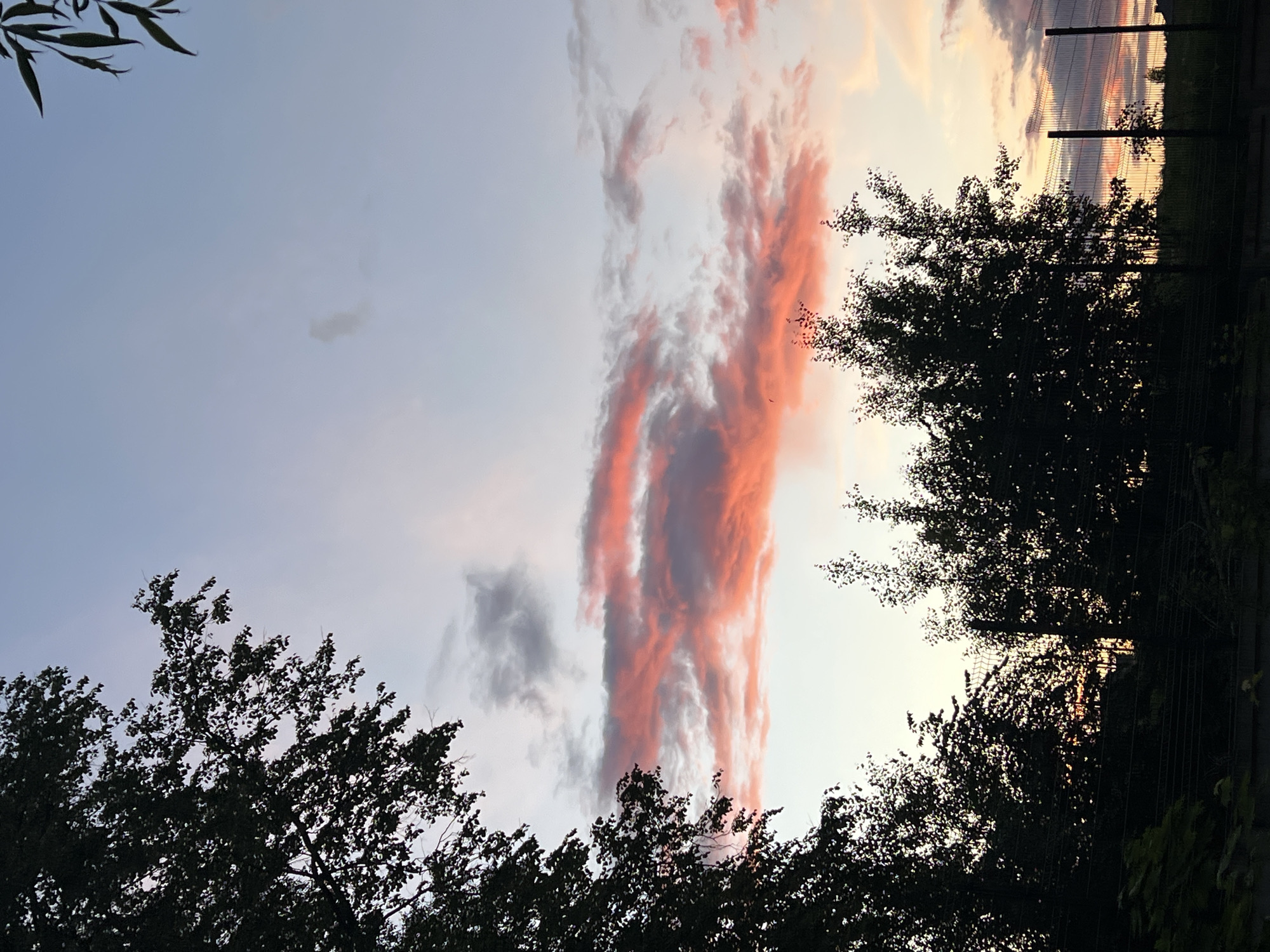 The image depicts a twilight sky with elongated, pink-tinted clouds stretching vertically. Silhouetted trees frame the bottom and right edges of the view. A chain-link fence is visible through the branches on the right. The location is not indicated, and reference to Noviy, Russia, is not visually discernible within the image. No people, specific objects, or interactions are visible. The environment is primarily a natural setting with a fence denoting a possible boundary.