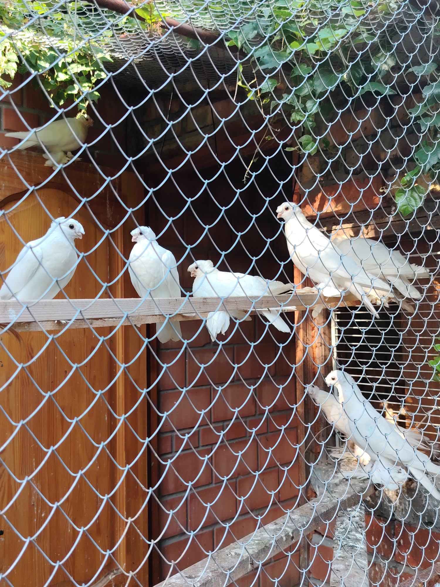 The image shows a group of white pigeons inside a cage in what appears to be an outdoor enclosure. The cage has a wire mesh exterior and wooden elements within. The pigeons are perched on wooden planks and ledges. In the background, there is a brick wall and some greenery, suggesting an urban or semi-urban setting. The lighting indicates it is daytime, with sunlight casting shadows. There are no people visible in the image. The location is identified as Rostov-on-Don, Russia.