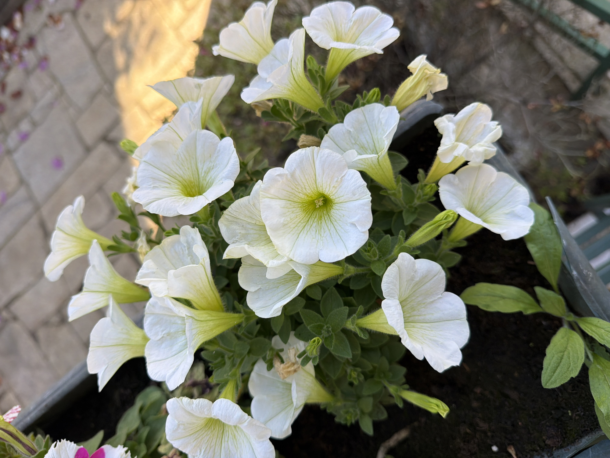 The image shows a close-up of a cluster of white petunia flowers in a planter. The flowers have a distinct funnel shape with delicate white petals and a light green center. The flowers are densely packed together with green stems and leaves visible between them. The planter appears to be gray or dark-colored. In the background, there is a blurred paved surface and possibly a railing. Given the location (Vila Real, Portugal), the setting is likely an outdoor space such as a garden, balcony, or patio.