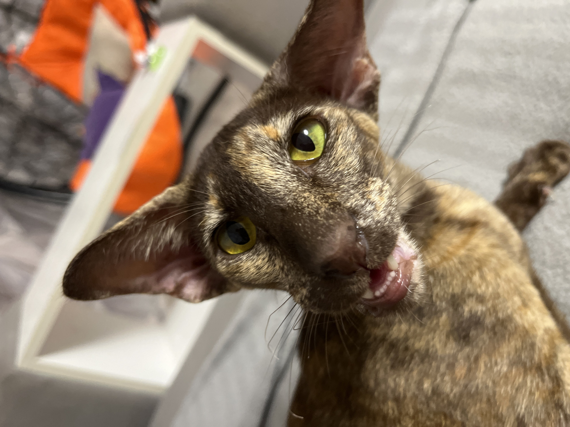A close-up, low-angle shot shows a tortoiseshell Oriental Shorthair cat with wide, bright green eyes. The cat's mouth is open, revealing small, sharp teeth and its pink gums. Its ears are large and pointed, characteristic of the breed, and are positioned forward. The cat's fur is a mottled pattern of brown, black, and orange. The background is out of focus, but appears to be an indoor setting with a white shelving unit to the left and a gray textured surface behind the cat, possibly a sofa. Some brightly colored objects, including an orange and a purple item, are visible on the shelf. The lighting suggests it is daytime indoors. The cat's expression is one of playful curiosity or perhaps a mild surprise, with its gaze directed upwards towards the camera. There is no visible text in the image.