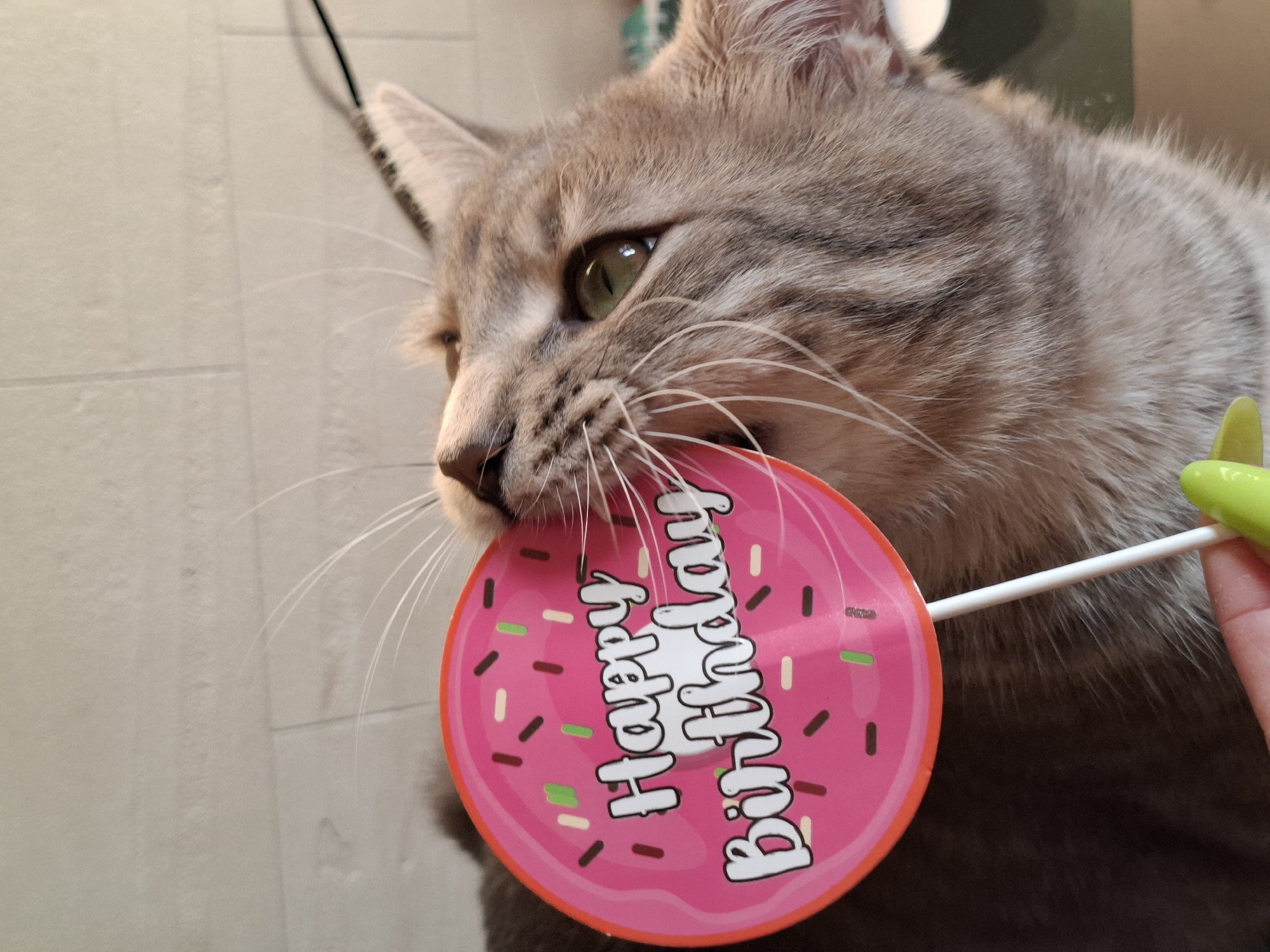 A close-up indoor shot depicts a tabby cat holding a "Happy Birthday" donut-shaped lollipop in its mouth. The cat's head and shoulders are visible, with its left ear and green eyes prominent. The lollipop is predominantly pink with multicolored sprinkles and white lettering. A hand holding the stick of the lollipop is partially visible on the right. The background appears to be a tiled wall. This image does not provide any information about the city of Novi Sad, Serbia.