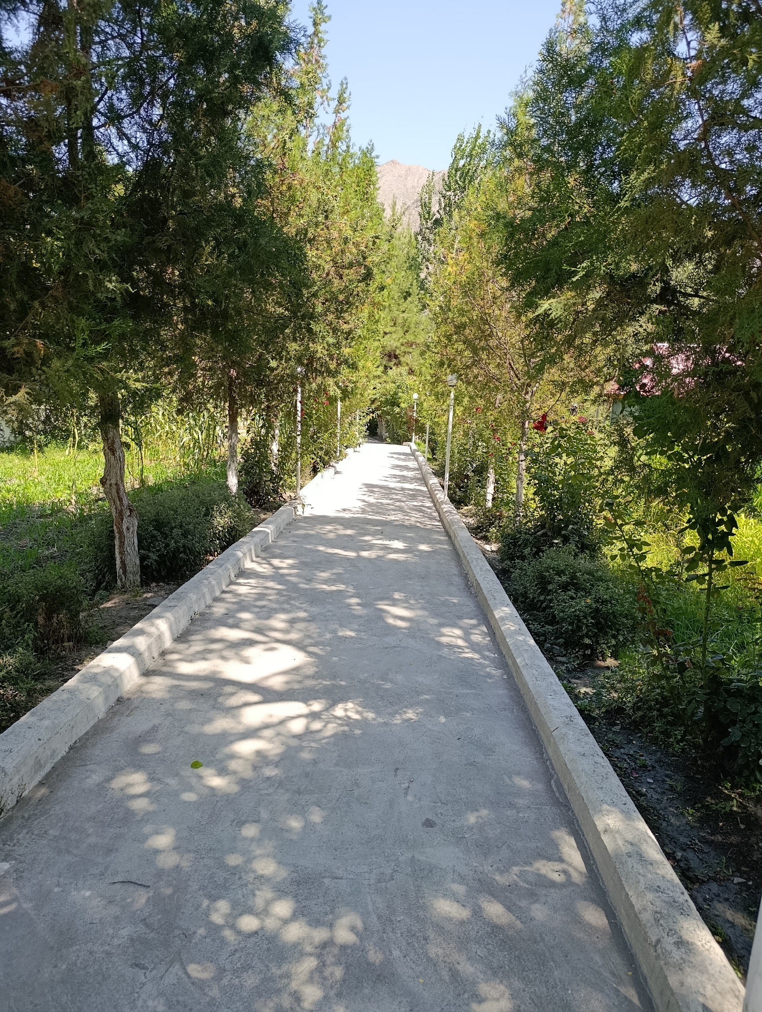 The image depicts a sun-dappled concrete pathway lined with mature cypress trees and lush greenery. The pathway recedes into the distance, bordered by a low concrete curb on either side. The trees cast dappled shadows across the pathway, indicating a sunny day. The surrounding vegetation includes various bushes and plants, with a hint of a mountain landscape in the far background. The scene suggests an outdoor public space, possibly a park or garden area within the city of Devayron, Uzbekistan. No people are visible in the frame.