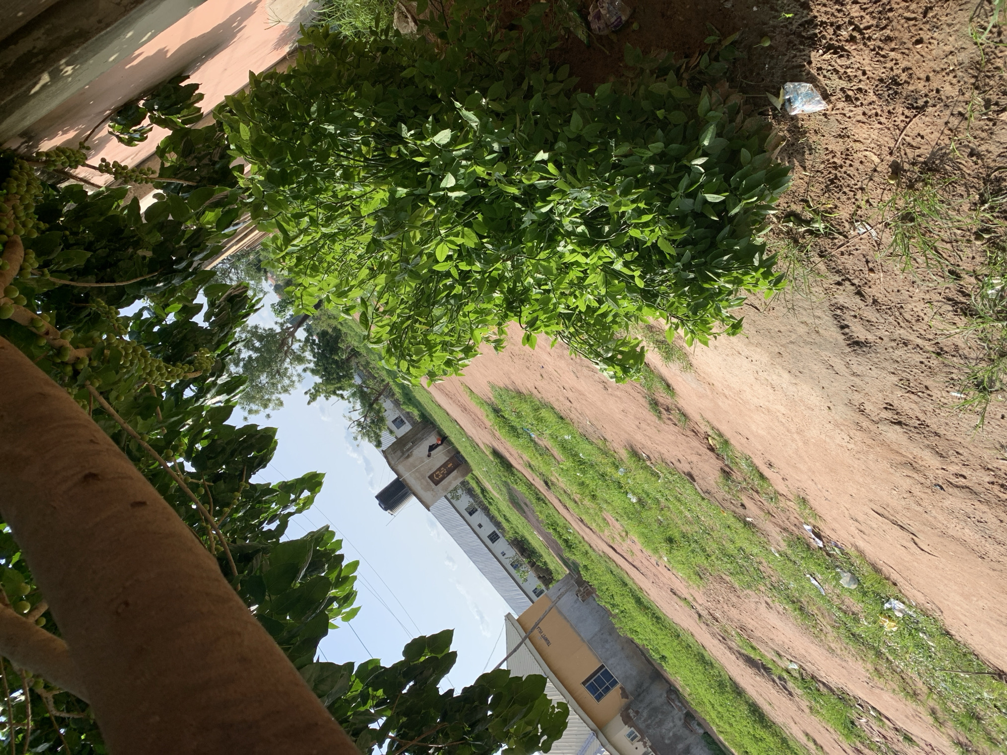 In Wukari, Nigeria, a scene unfolds along a dirt path flanked by sparse green grass and the remnants of litter. To the left, a low, yellow building with a blue-framed window and the inscription "TRIUMPH VILLA" is visible. Further back, a long, white, shed-like structure with a corrugated metal roof stretches across the frame, suggesting commercial or industrial use. Adjacent to this, a small, square, tan building stands, topped by a large black water tank, and a single figure is seen near its entrance. Dominating the right side of the image is a dense, vibrant green shrub, its leaves catching the sunlight. Overhead, the branches of a large tree, its trunk thick and textured, partially obscure the bright blue sky, dotted with faint white clouds. The overall impression is one of a moderately developed area in a sun-drenched, rural or semi-urban Nigerian environment.