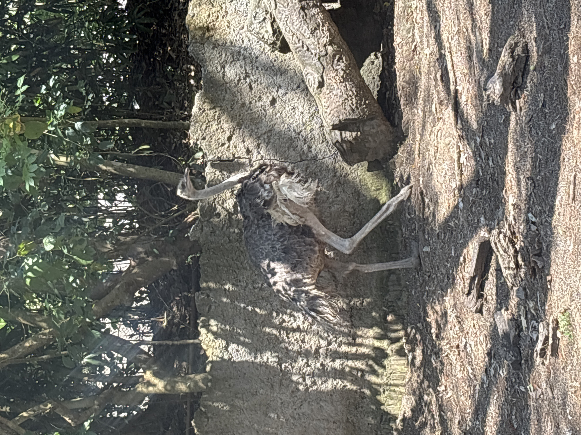 An ostrich stands to the left of center in an outdoor enclosure. The ostrich is facing right and is in mid-stride, with its left leg extended forward. Its head is turned to the left, and its beak is slightly open. The ostrich's body is covered in mottled gray and white feathers. Behind the ostrich is a rough, textured wall, likely made of rock or concrete. To the right of the wall, a large, rough-hewn log lies horizontally. The ground in the foreground is covered with dry leaves and twigs. Trees and foliage form a dense backdrop behind the wall. The scene appears to be illuminated by sunlight, casting shadows on the ground and wall. The location is the Bali Zoo in Blahbatuh, Indonesia.